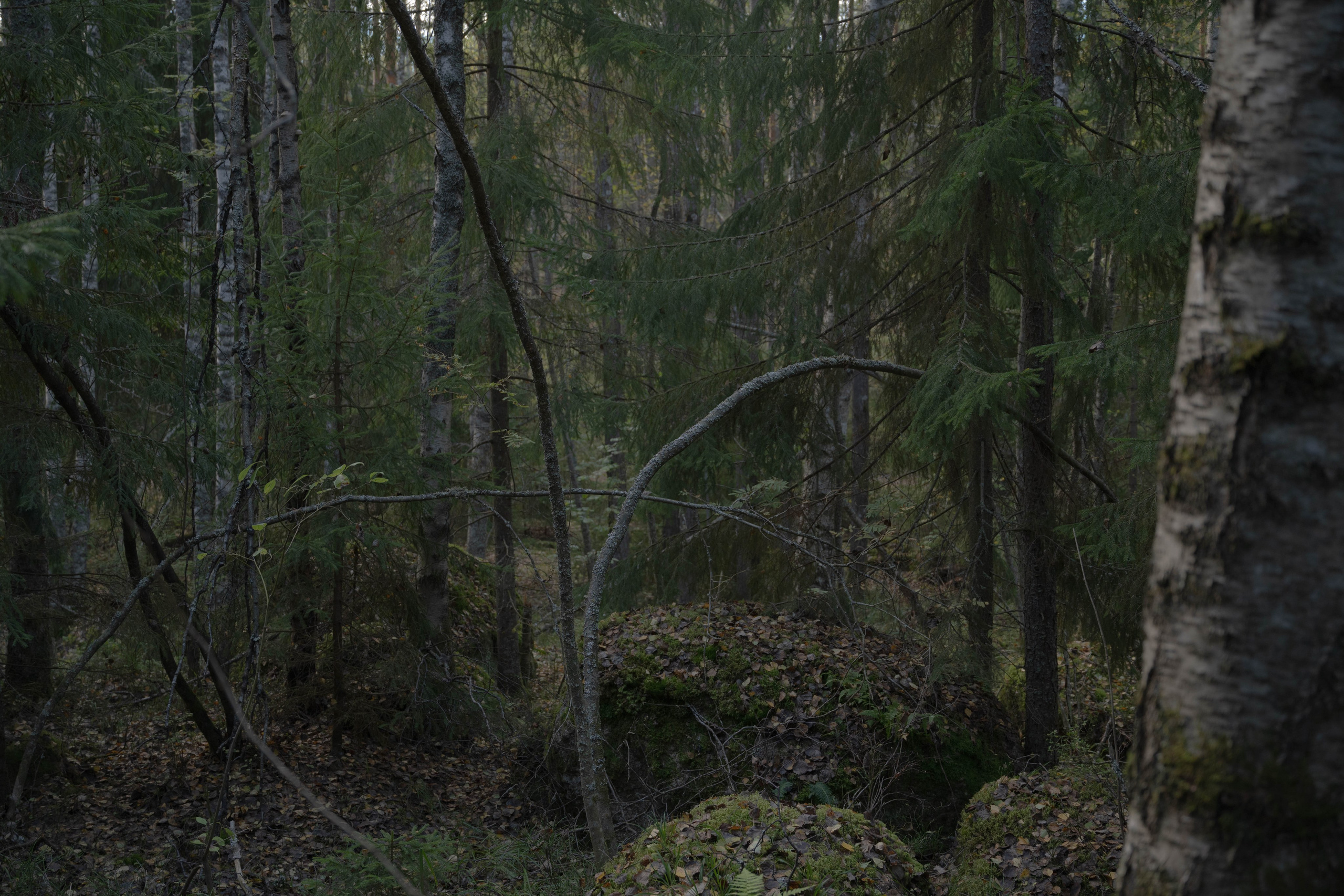 Monrepos. Shyjungle's Portfolio