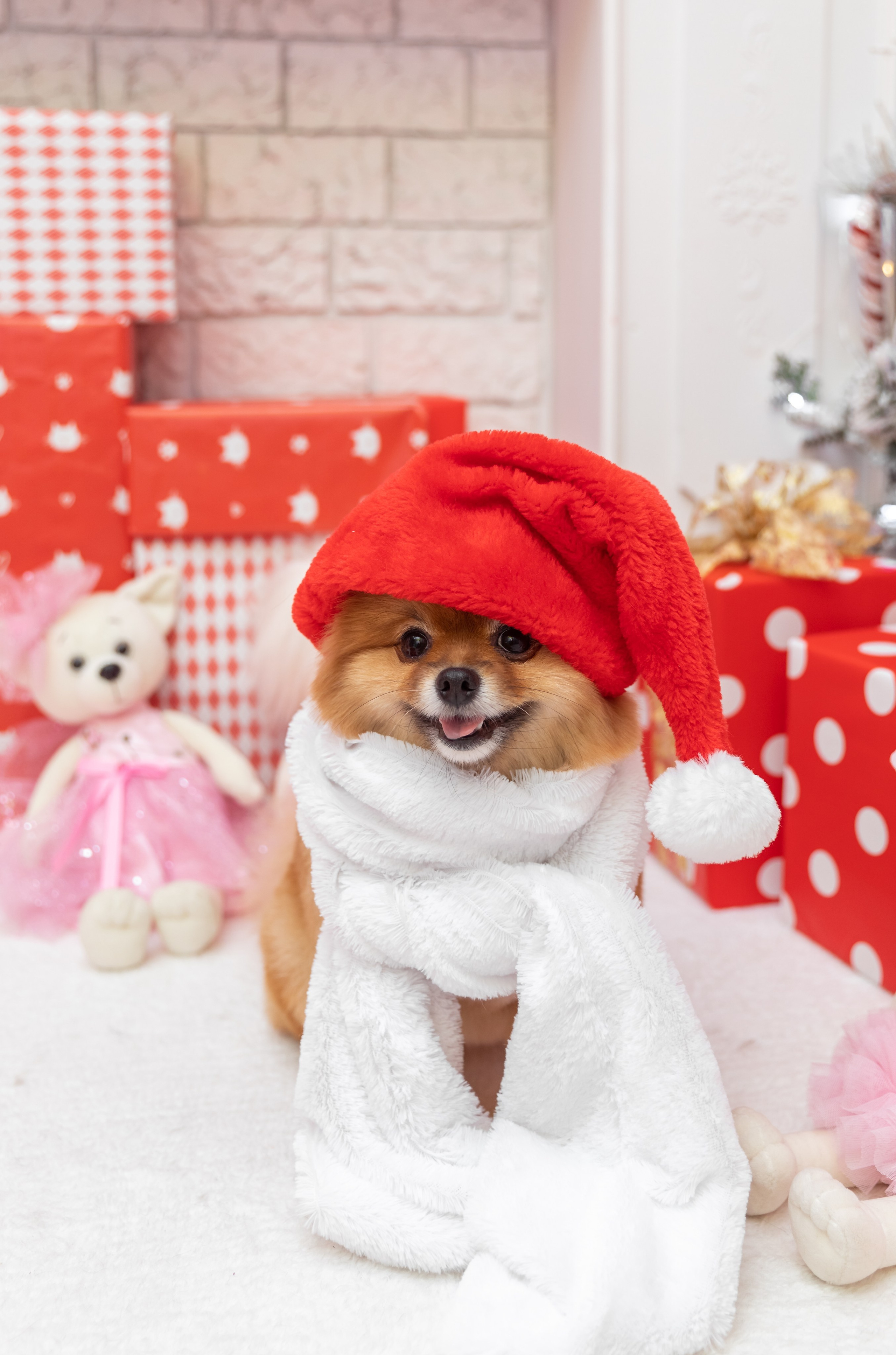 НОВОГОДНЯЯ ФОТОСЕССИЯ С ПИТОМЦАМИ