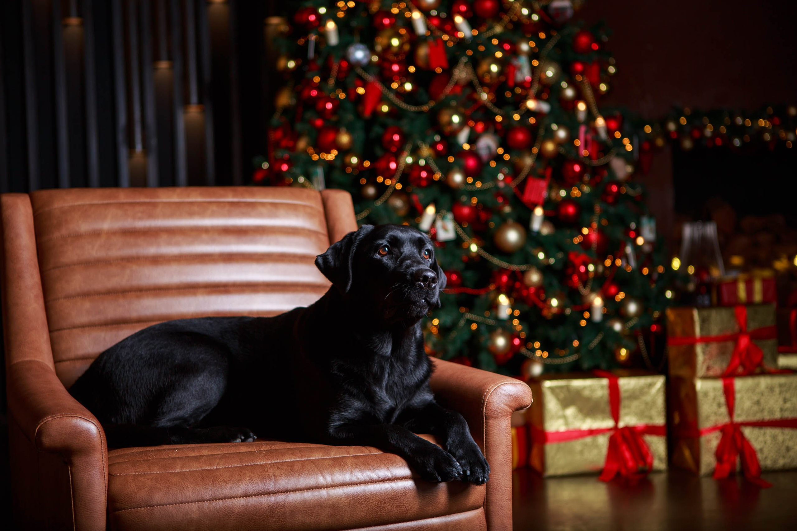 Лабрадор ретривер и курчавошерстный ретривер фотосессия на Новый год в фотостудии. Семейный и детский фотограф в Москве Мария Быкова