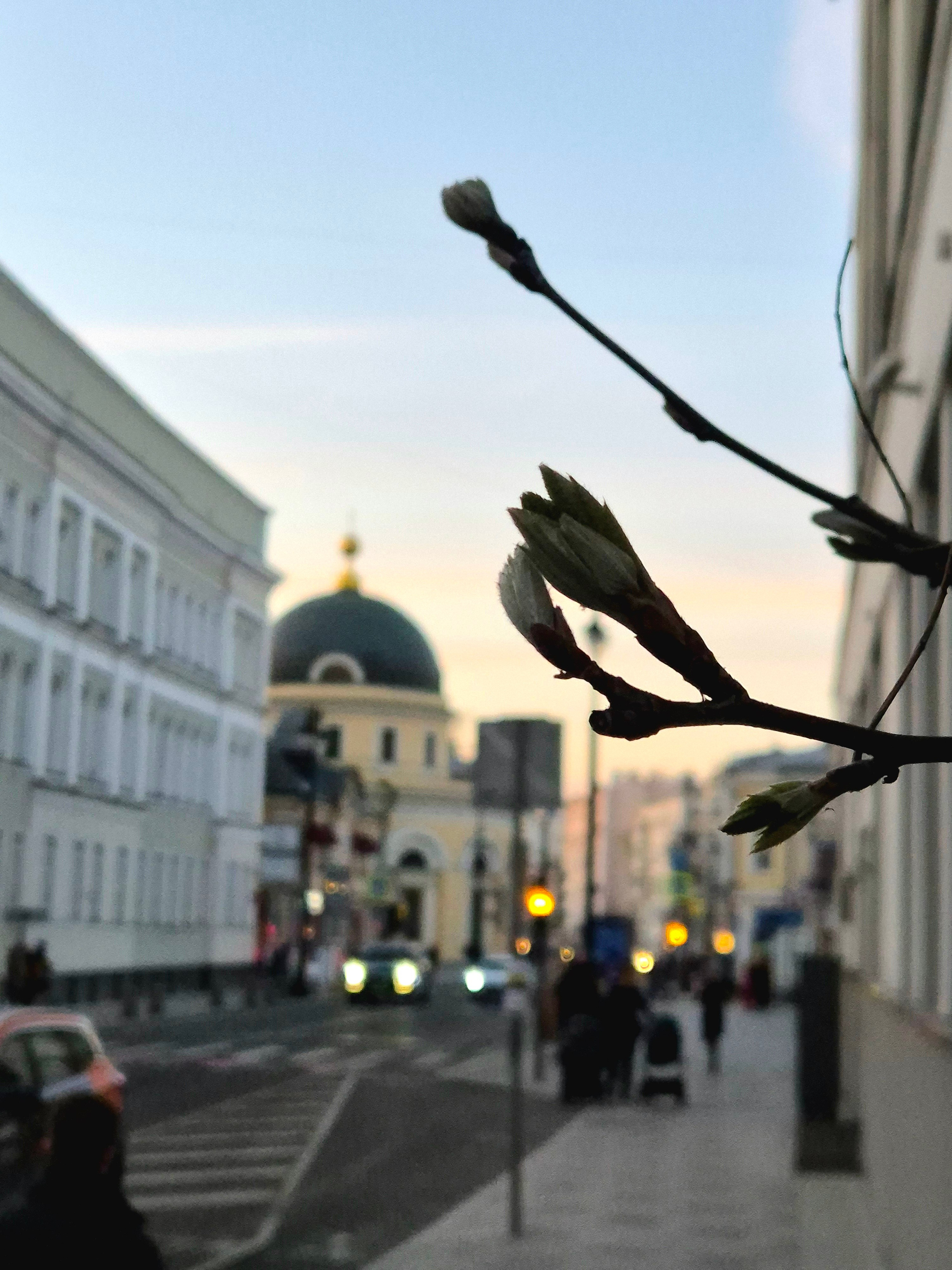 Весна, почки