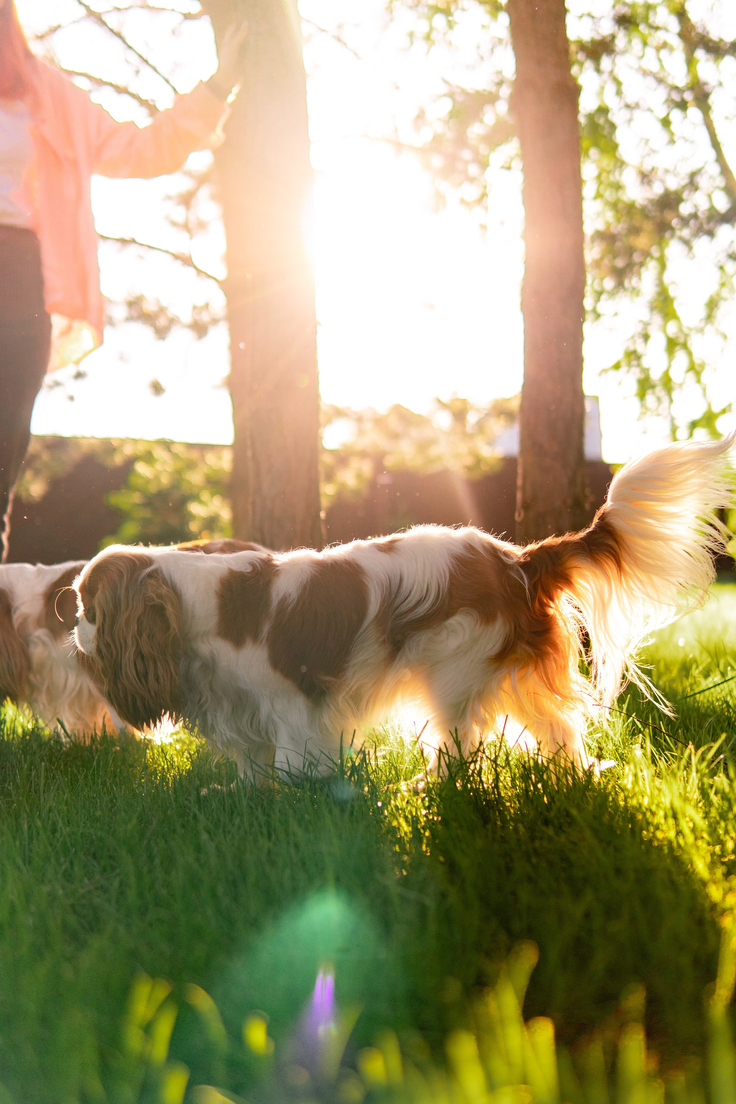 Belle Destino (питомник): майское солнышко