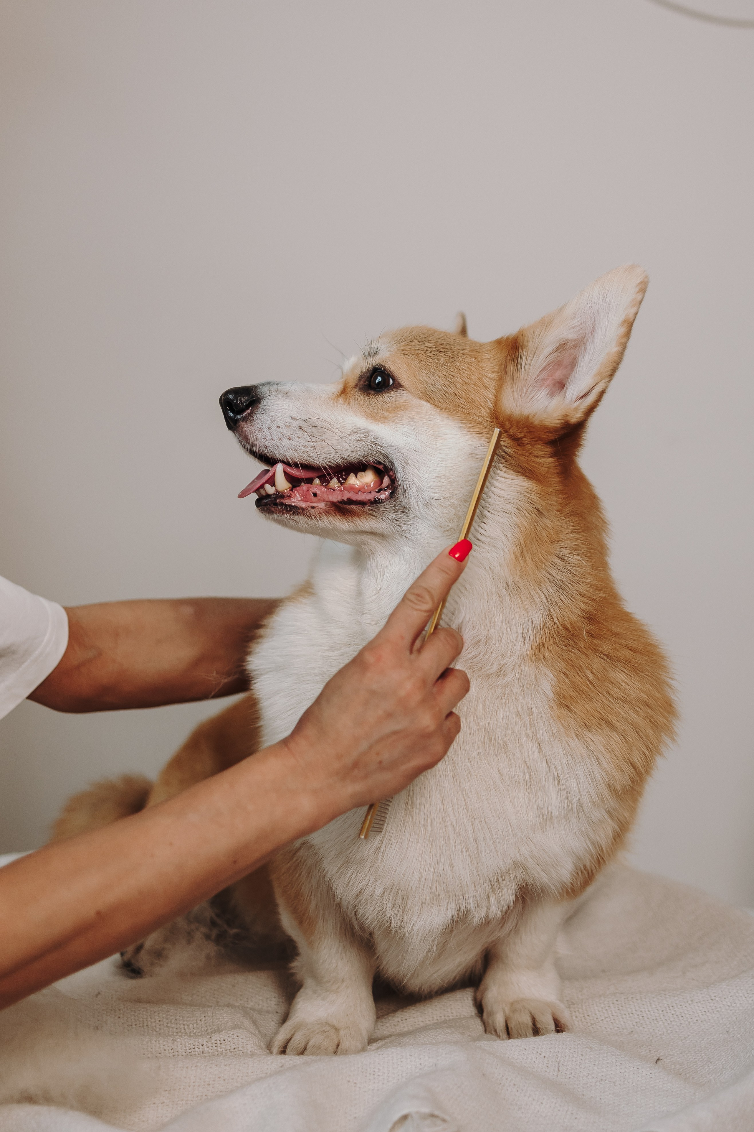 Груминг. Фотограф-анималист в Санкт-Петербурге Алина Яхонт