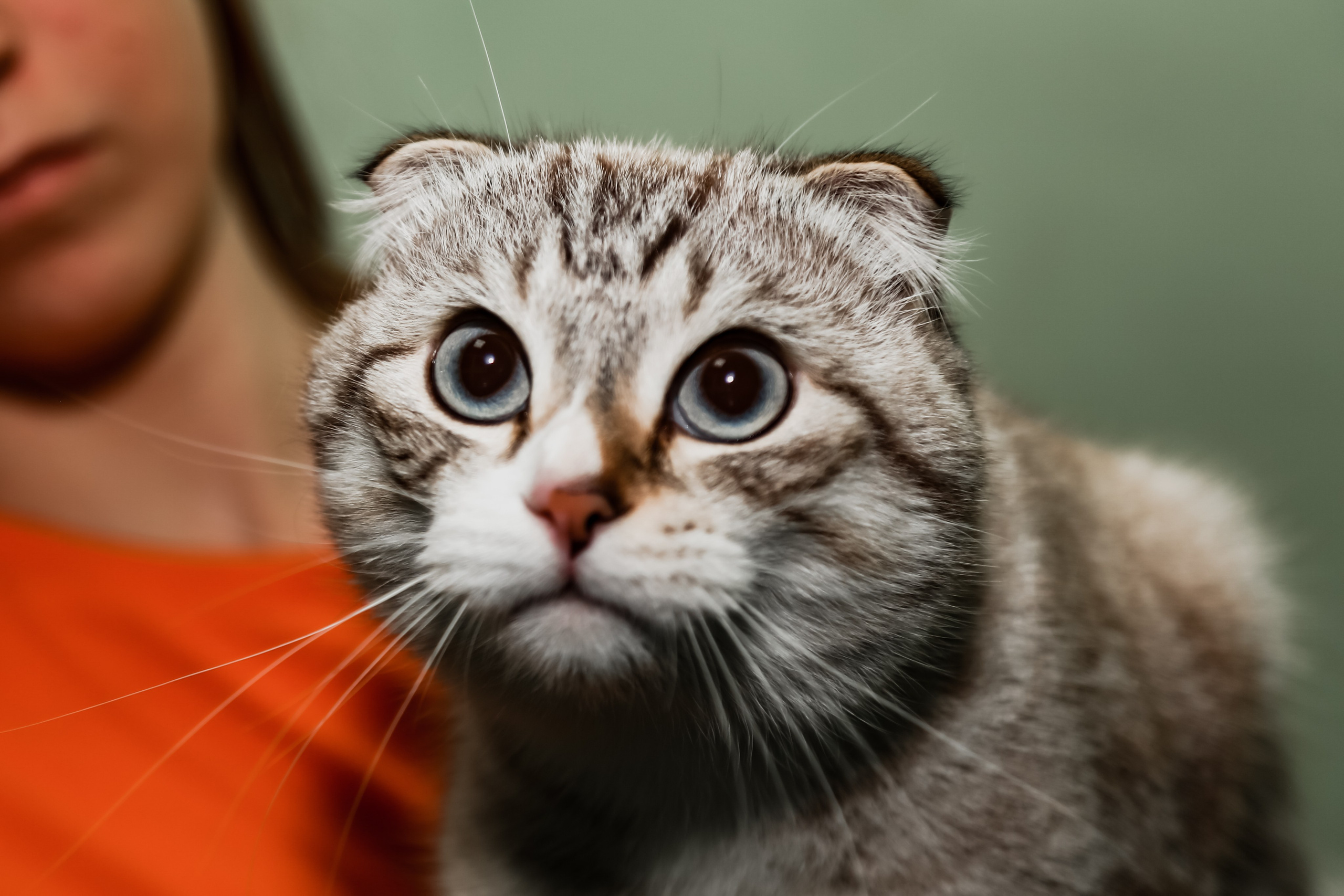 Приют Кошкин Дом Филимоша. Ваш фотограф в Оренбурге Рощупкина Екатерина