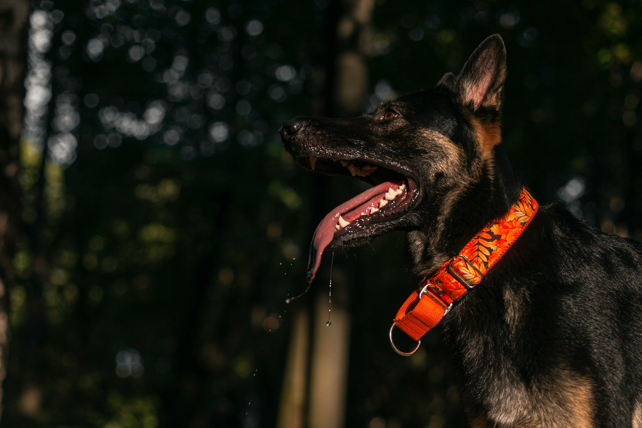 Илай. Фотограф-анималист Татьяна Степанова