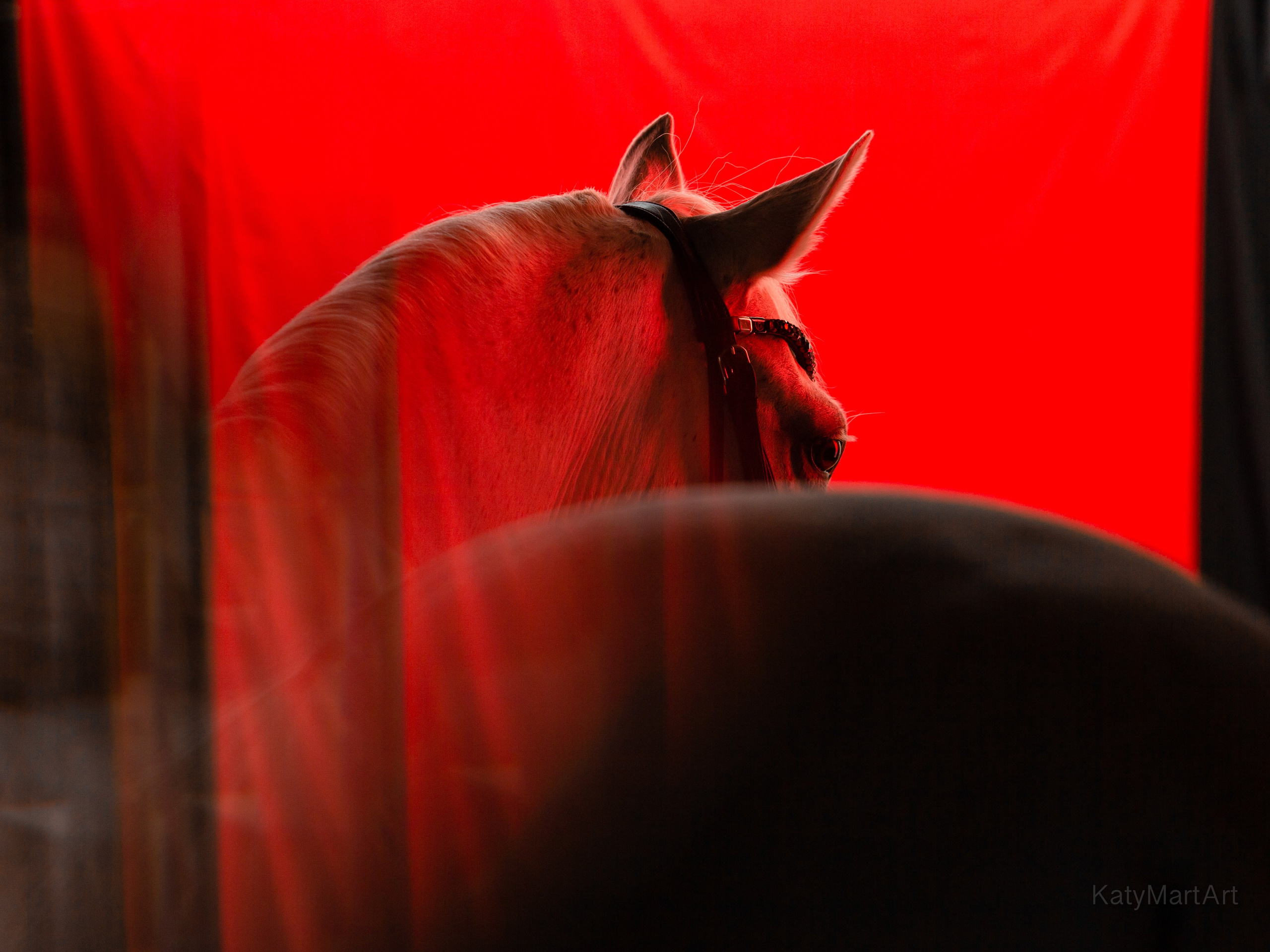 В красном. KatymartArt — Equine photography