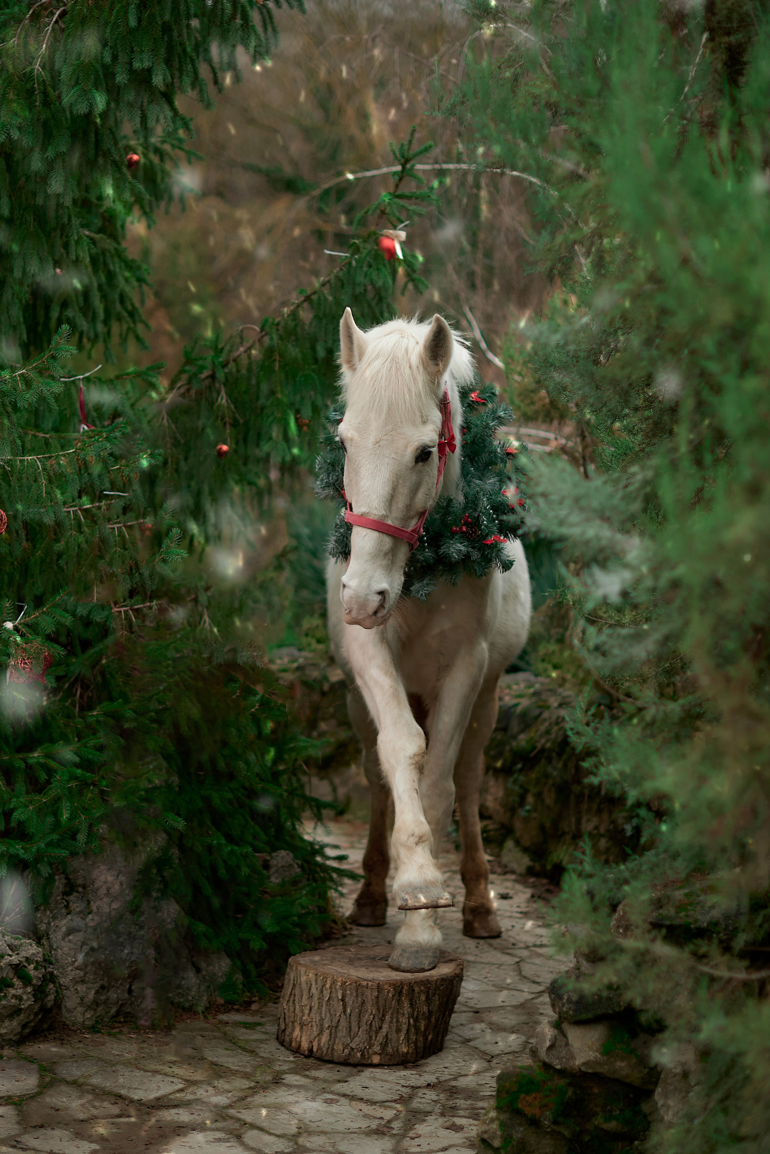 Диана, Гром и Мандаринка. Фотограф в Севастополе