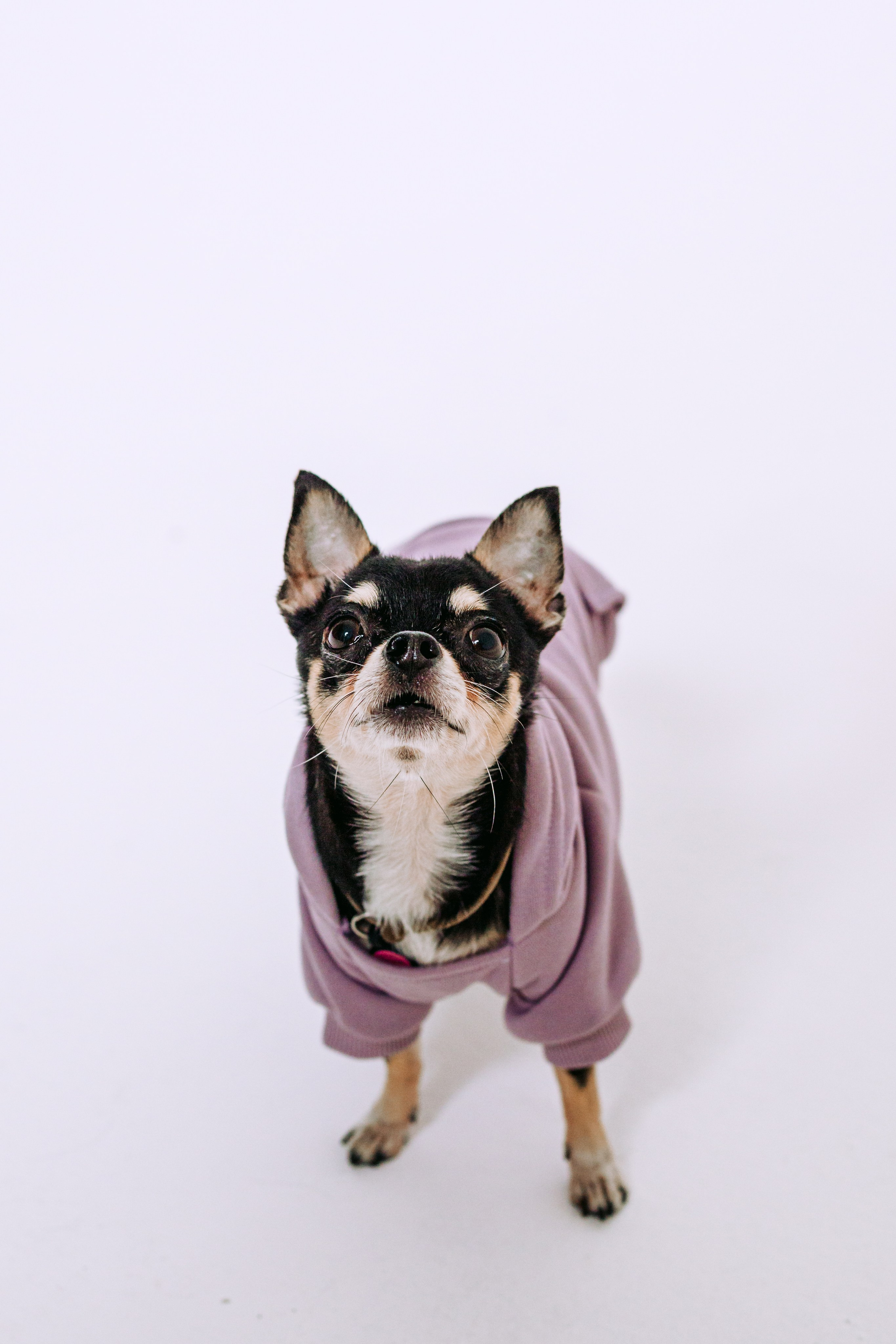 Семейная фотосессия. Фотограф-анималист Татьяна Степанова