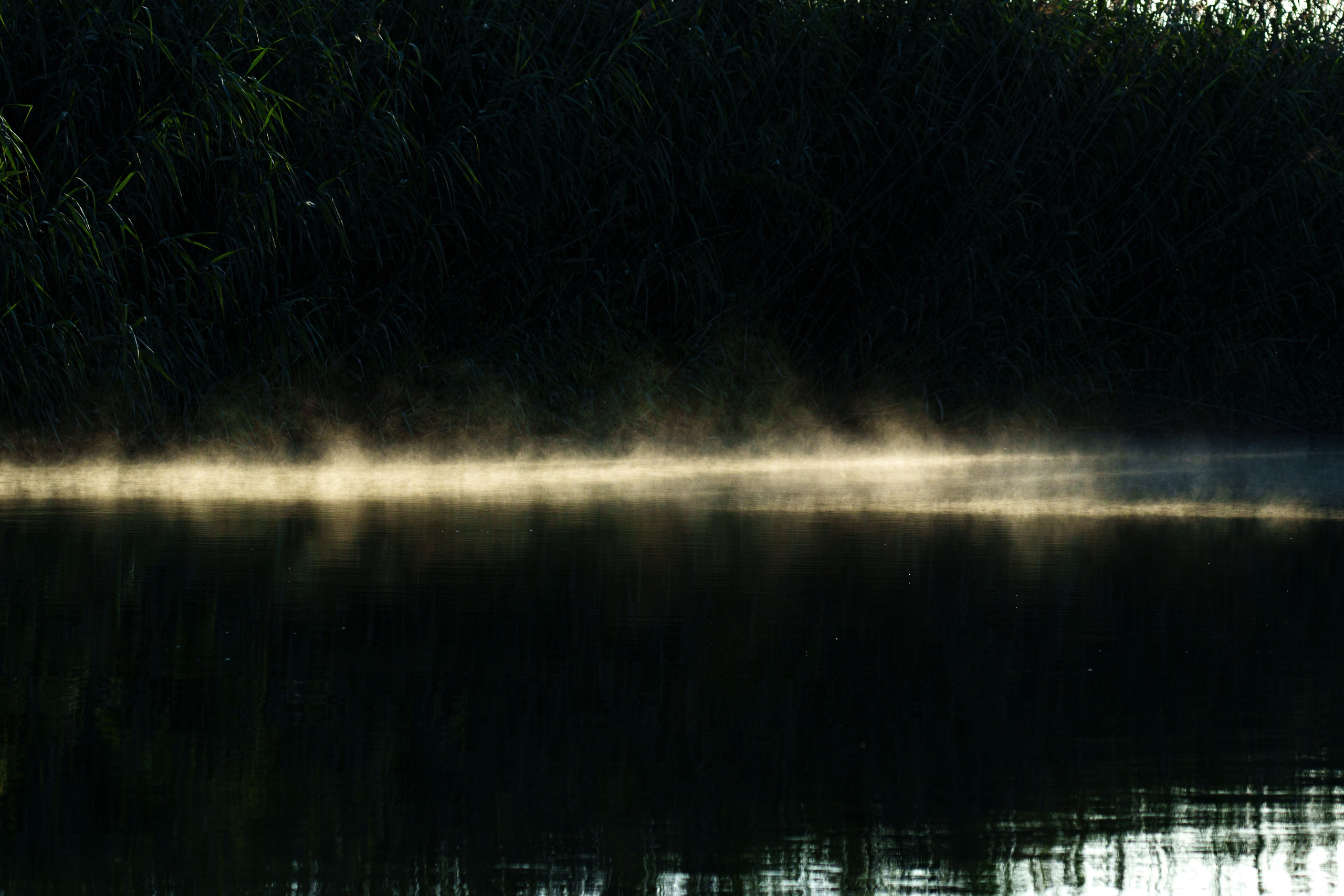 Золотые лотосы. Июль