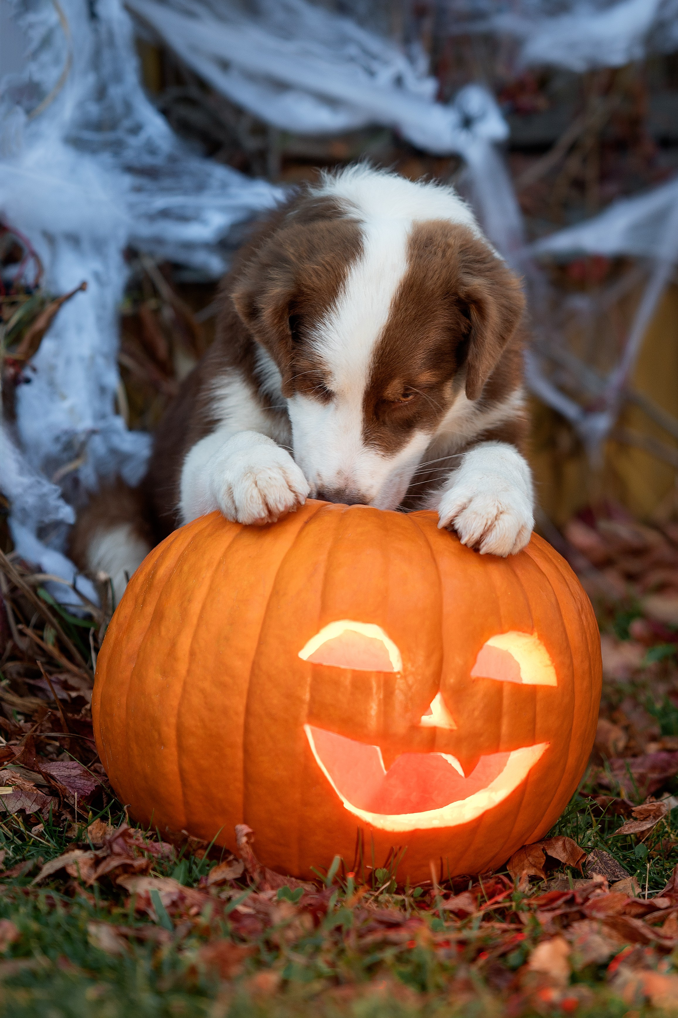 Halloween. Творческий фотограф Вологда