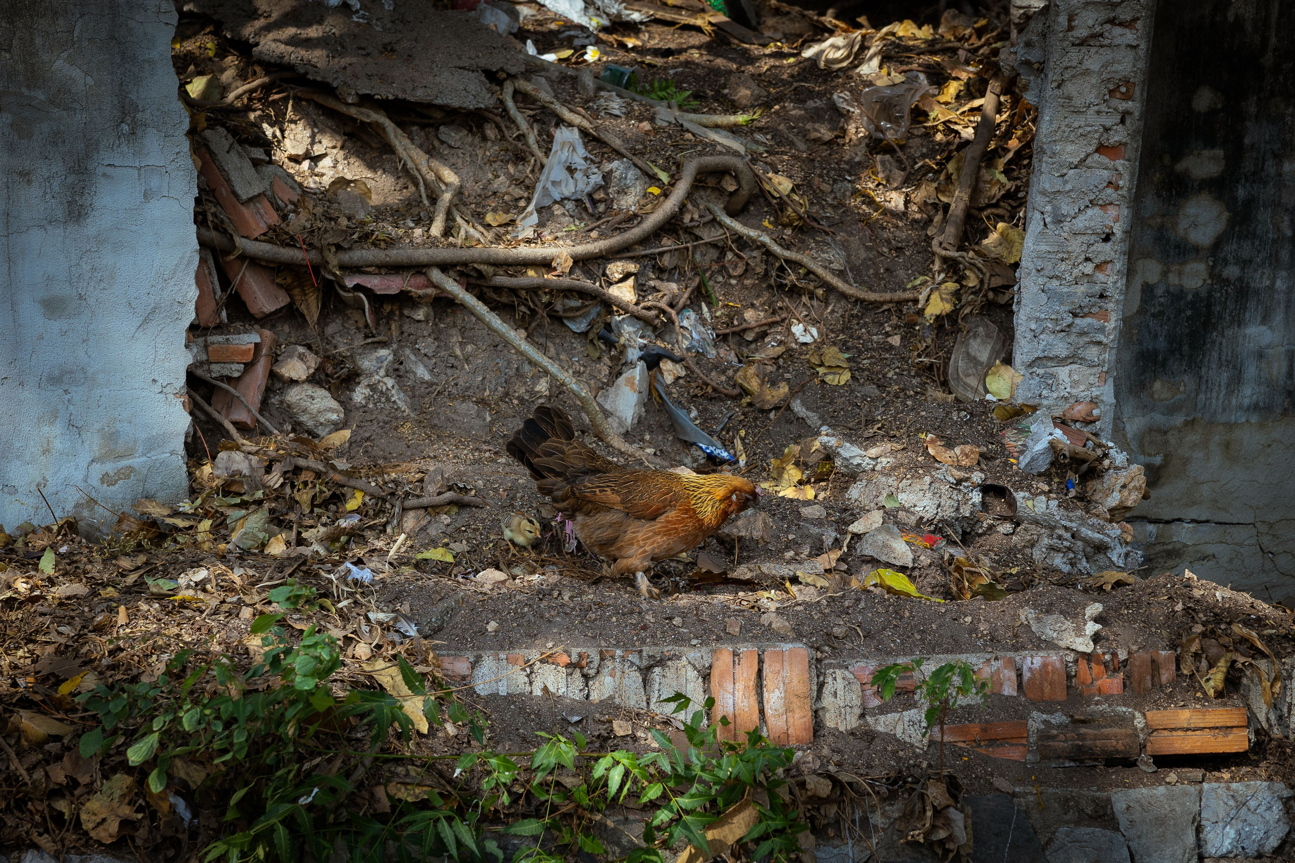 Таиланд (зима 2025). Фотограф Виноградов Константин
