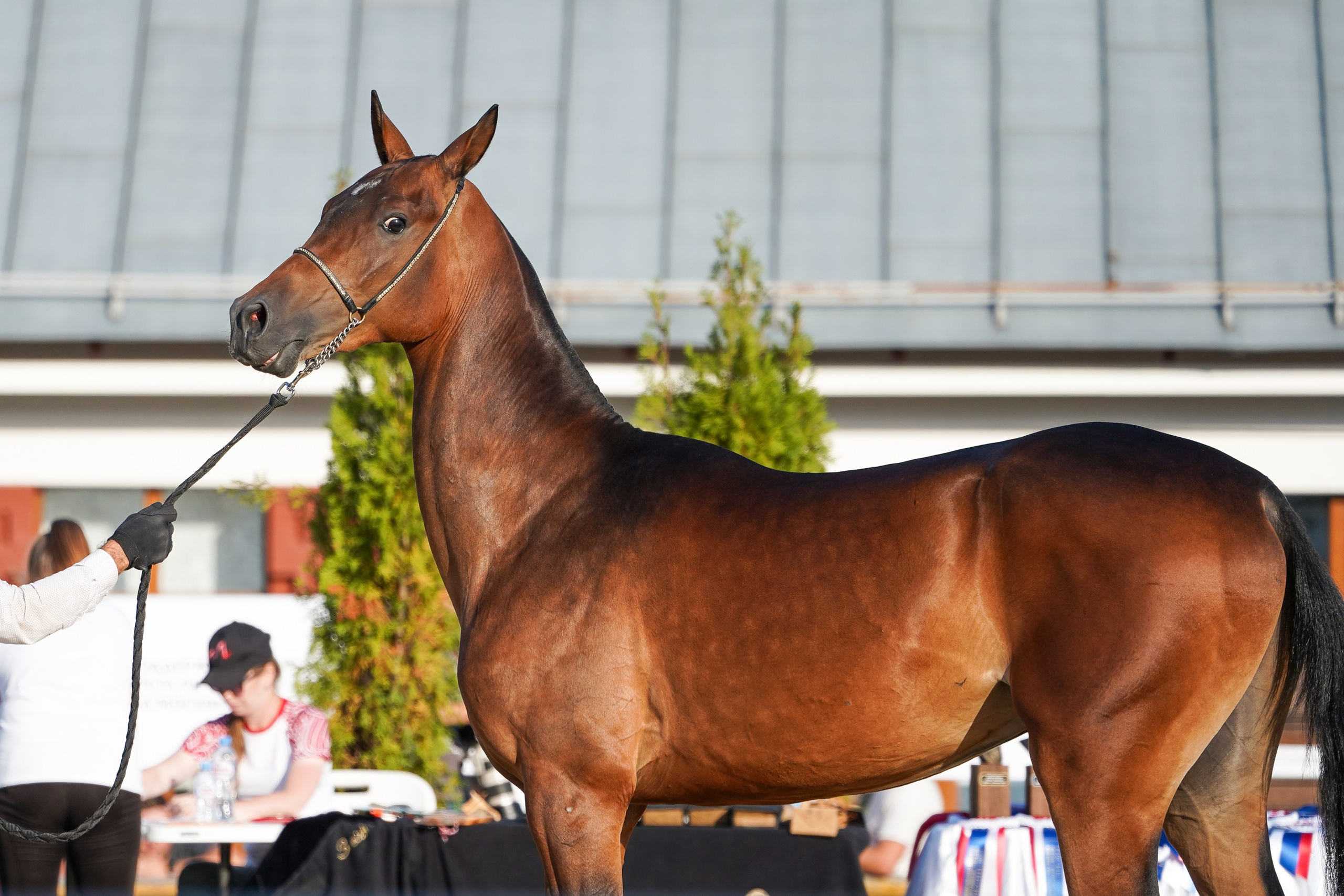 Чемпионат лошадей чистокровной ахалтекинской породы «КУБОК РОССИИ — 2024». Фотограф-анималист, портретный фотограф в Чебоксарах Мария Садыкова
