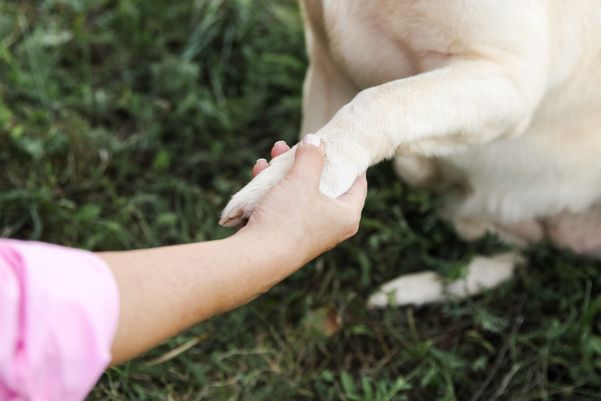 Счастье на четырёх лапах. Маргарита Рубцова свадебный фотограф Тольятти