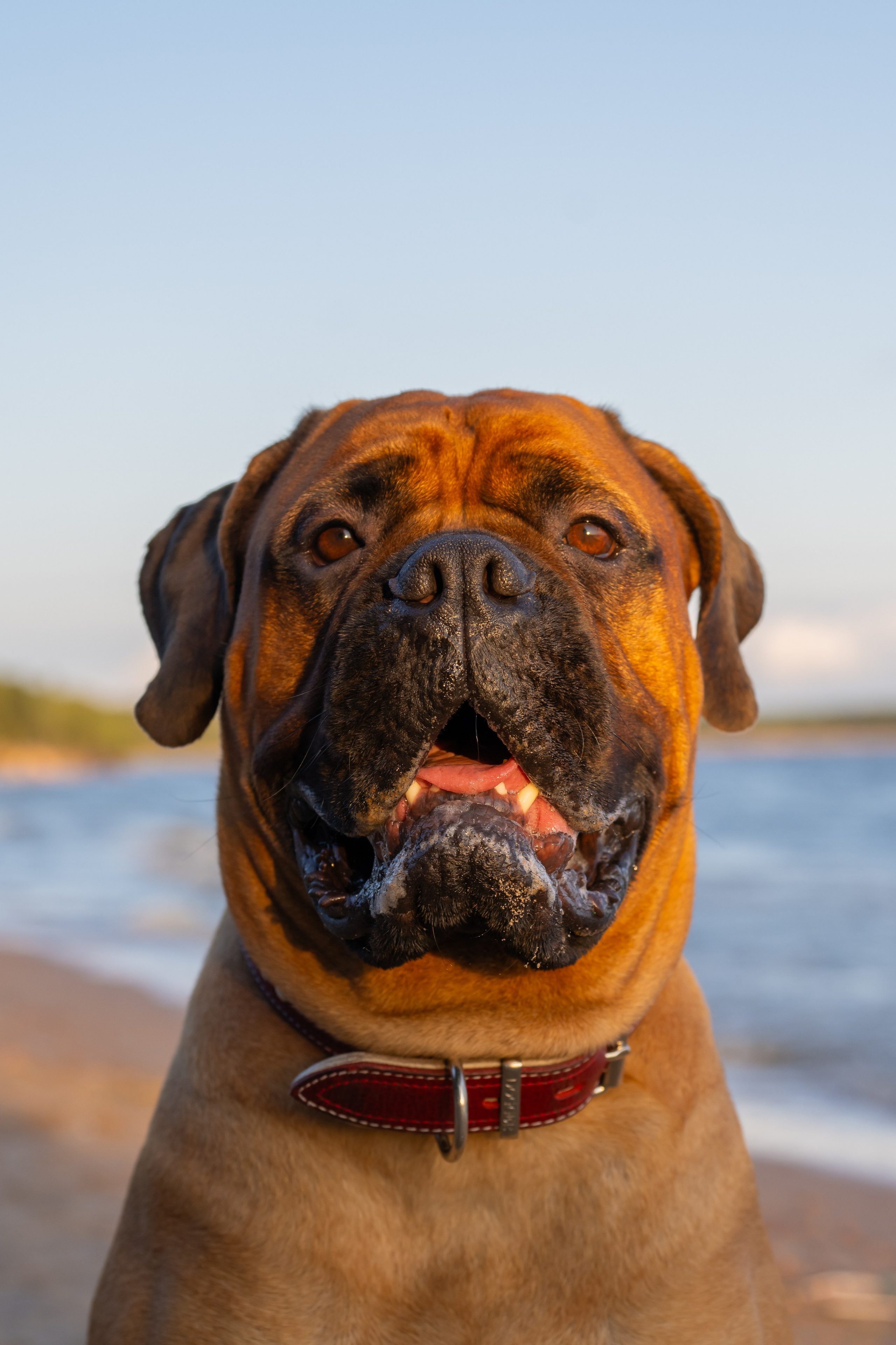 Вы и ваши питомцы. Фотограф в Санкт-Петербурге Александра Ладыгина