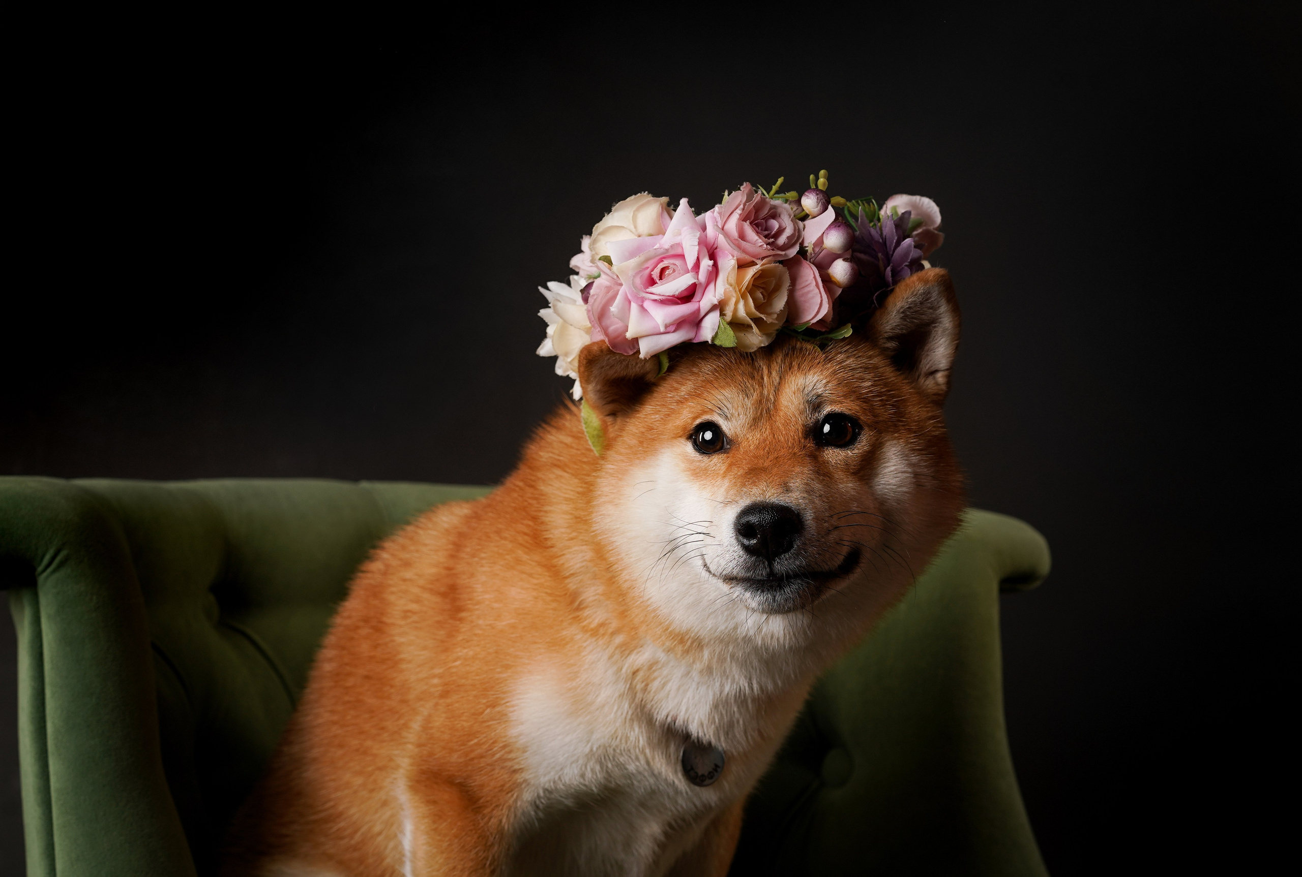 Ксюша, сиба Тэффи и австралийцы Арчи и Нэо. Фотограф-анималист в Санкт-Петербурге Яна Мартынова