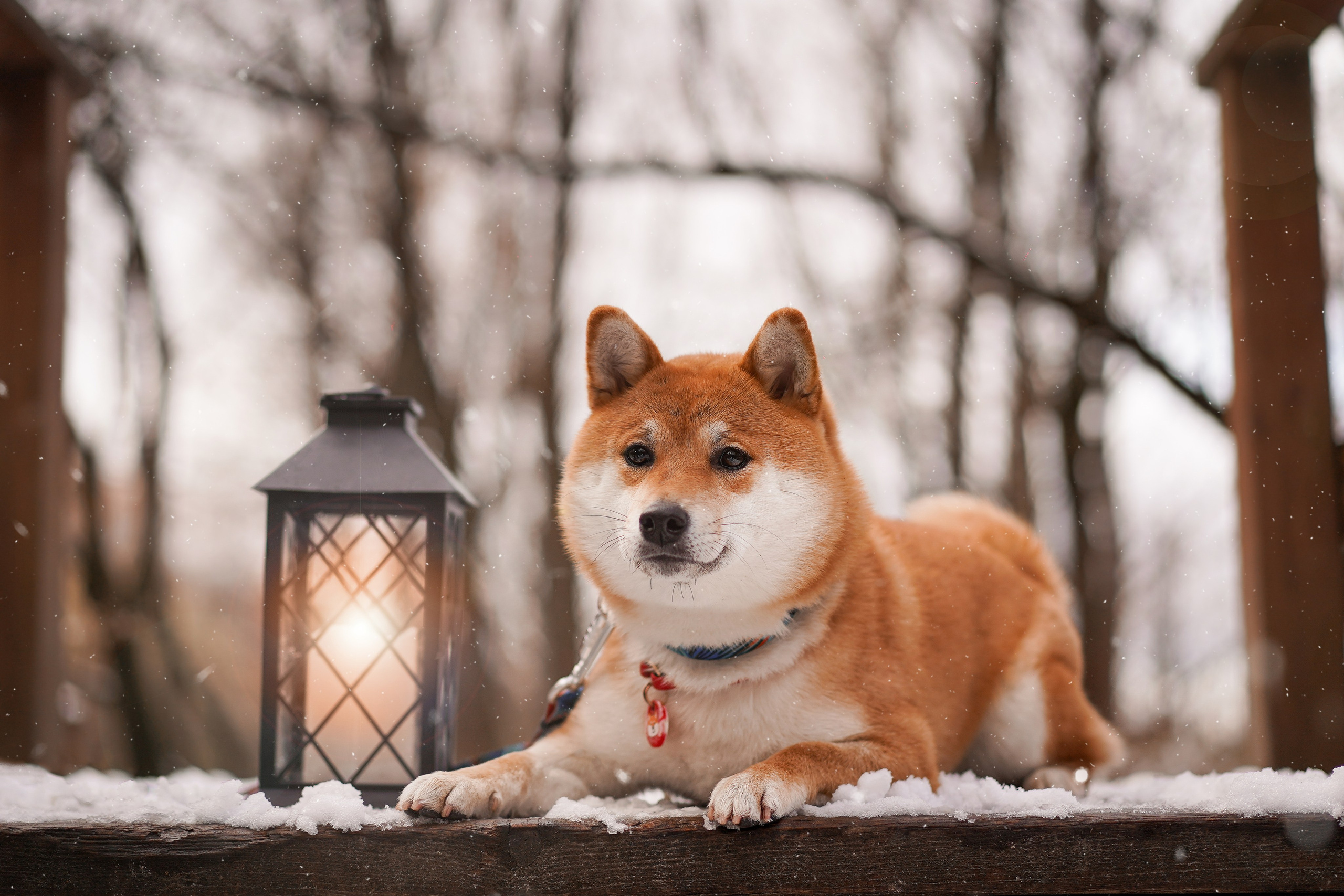 Алина и Юми. Фотограф-анималист в Санкт-Петербурге Яна Мартынова