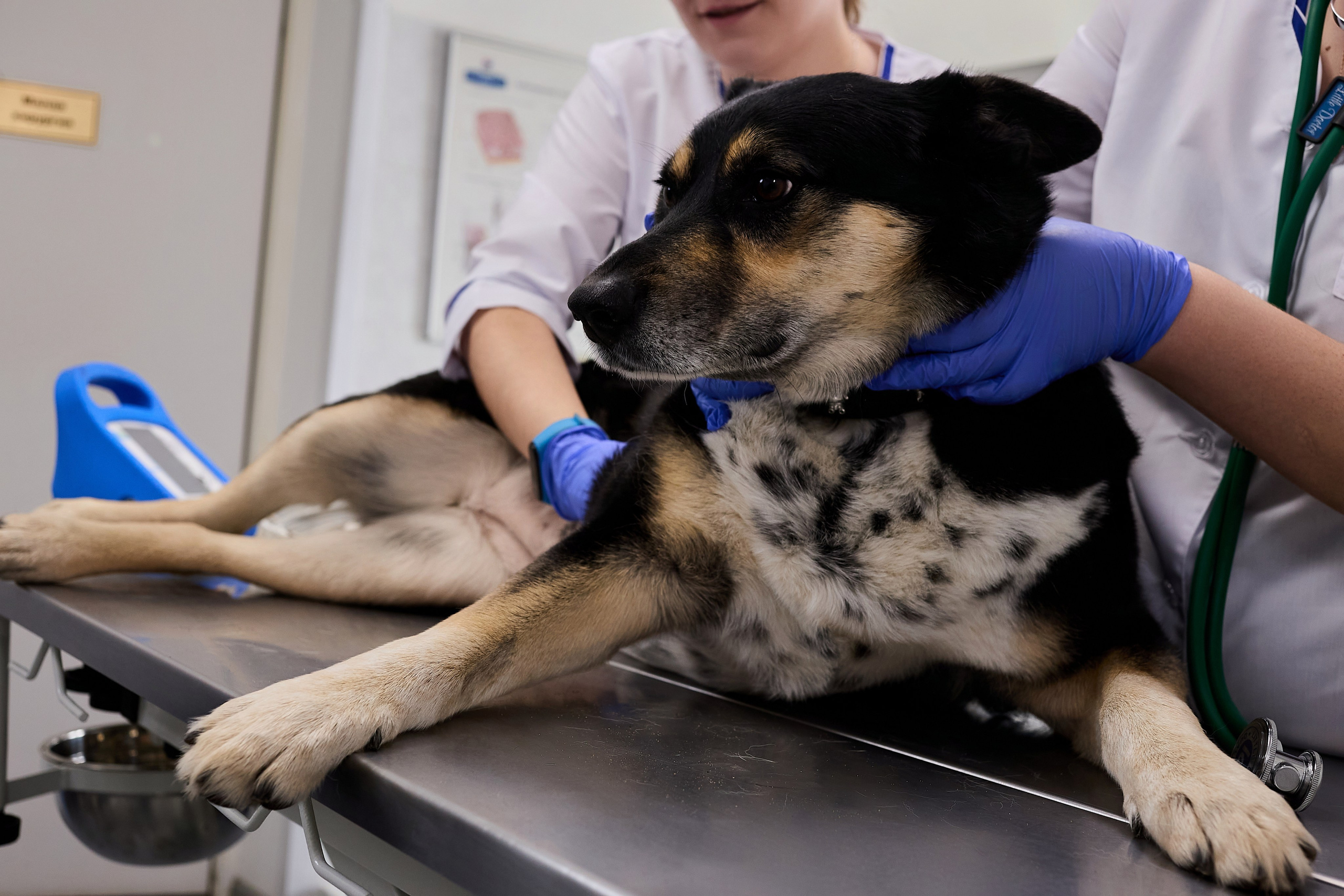 Контент для ветеринарного лендинга правительства Москвы. Фотограф и Видеограф в Москве. Олег Корушев