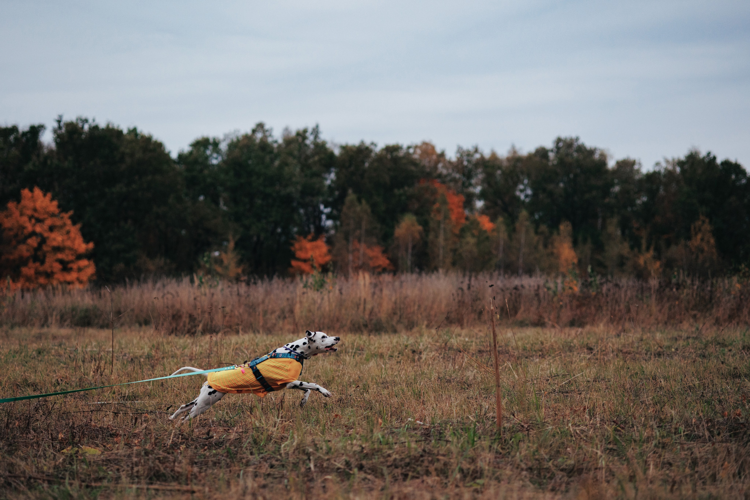 Съемка с собакой. Анастасия Белаш