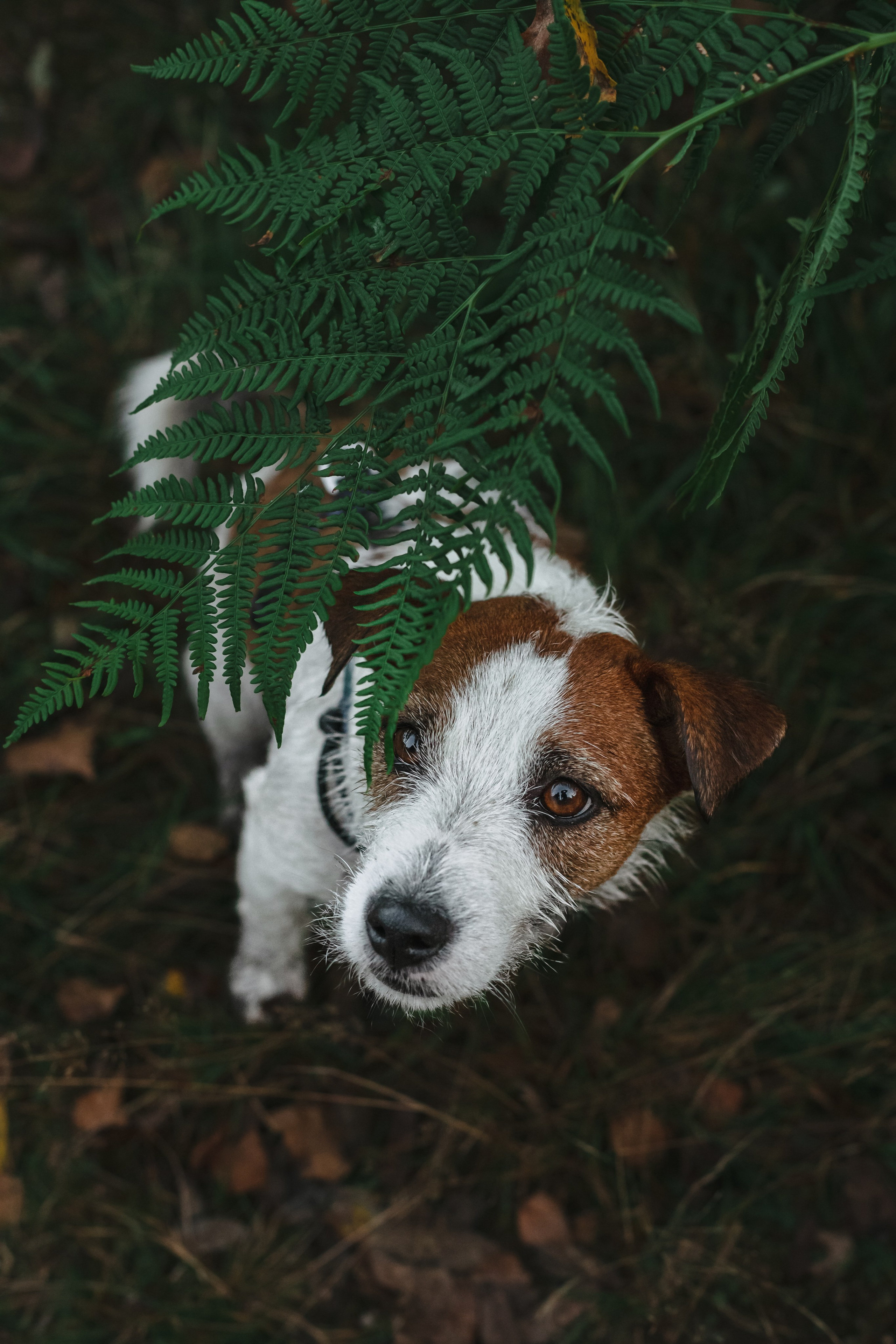 Фотопрогулка в Ленобласти. Фотограф-анималист Татьяна Степанова