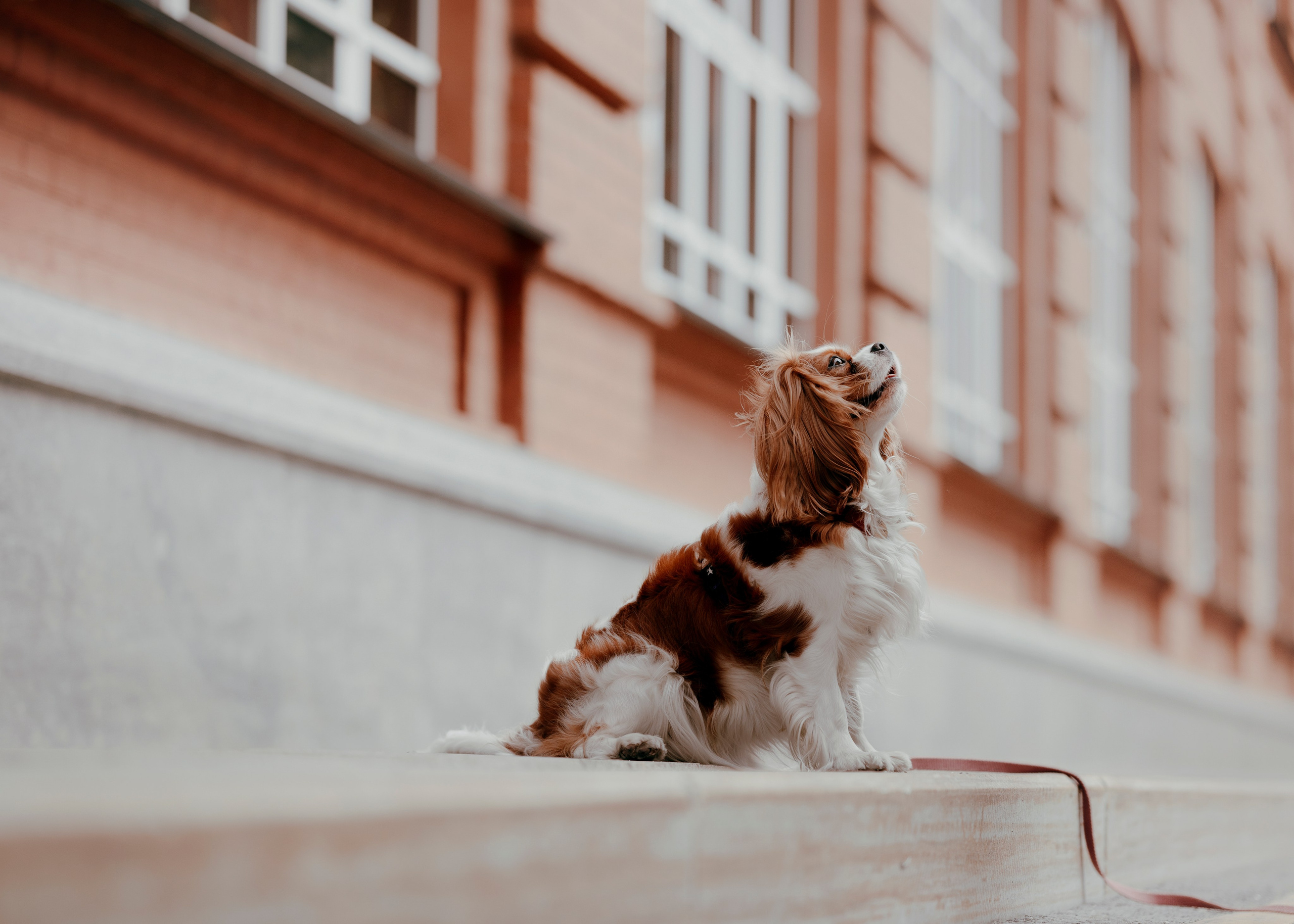 Дольче. Фотограф- анималист Александра Матвеева