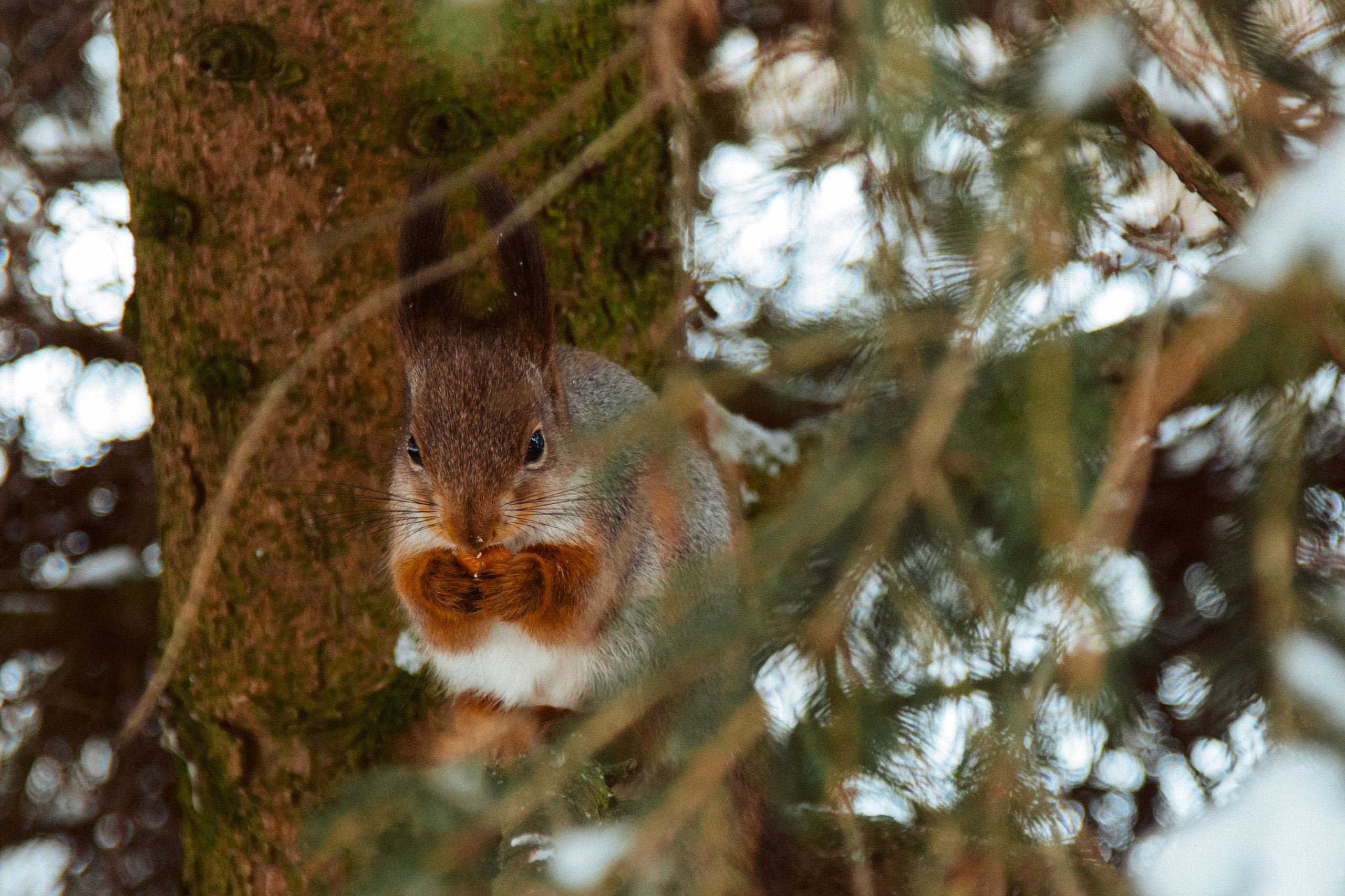 Петергоф нижний парк фото