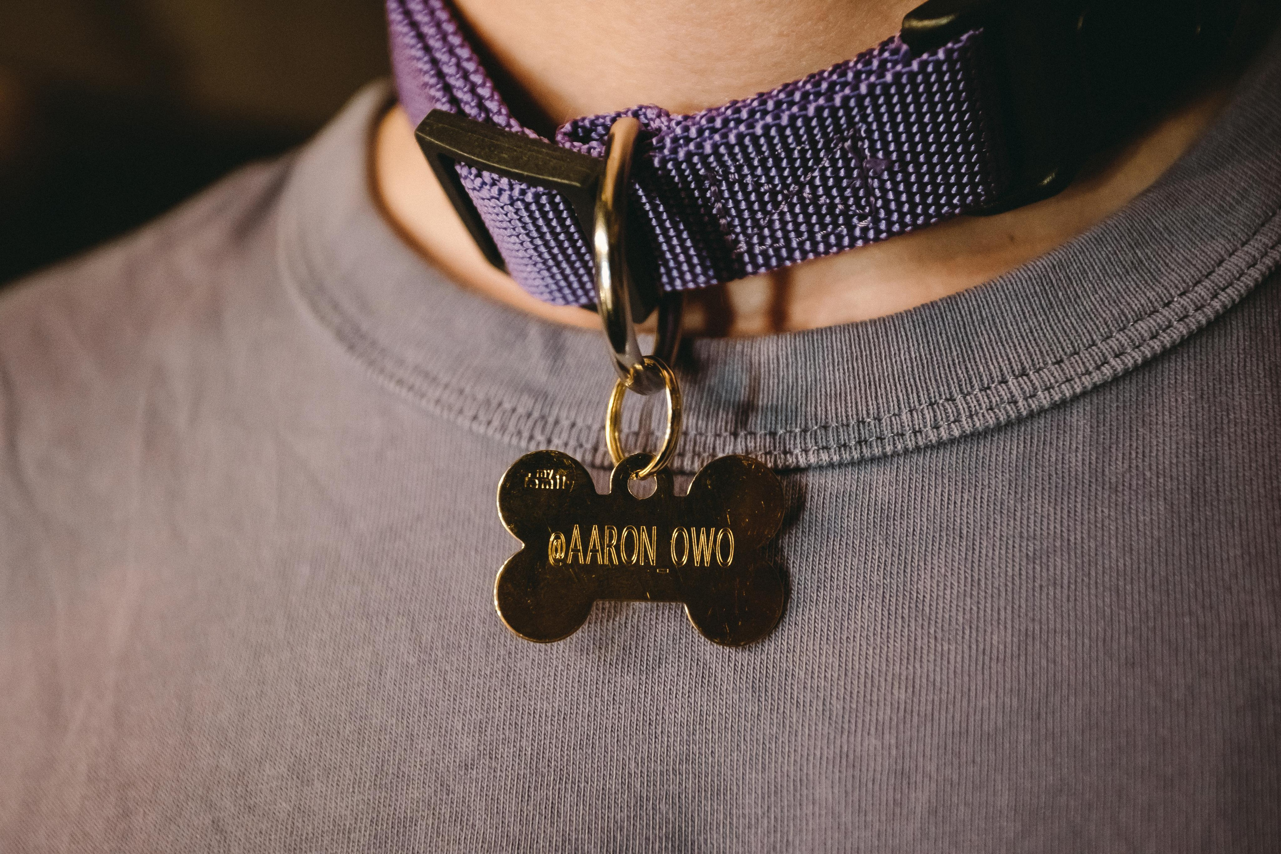 THE PAWS ELEMENT. Фотограф Сонкина Татьяна