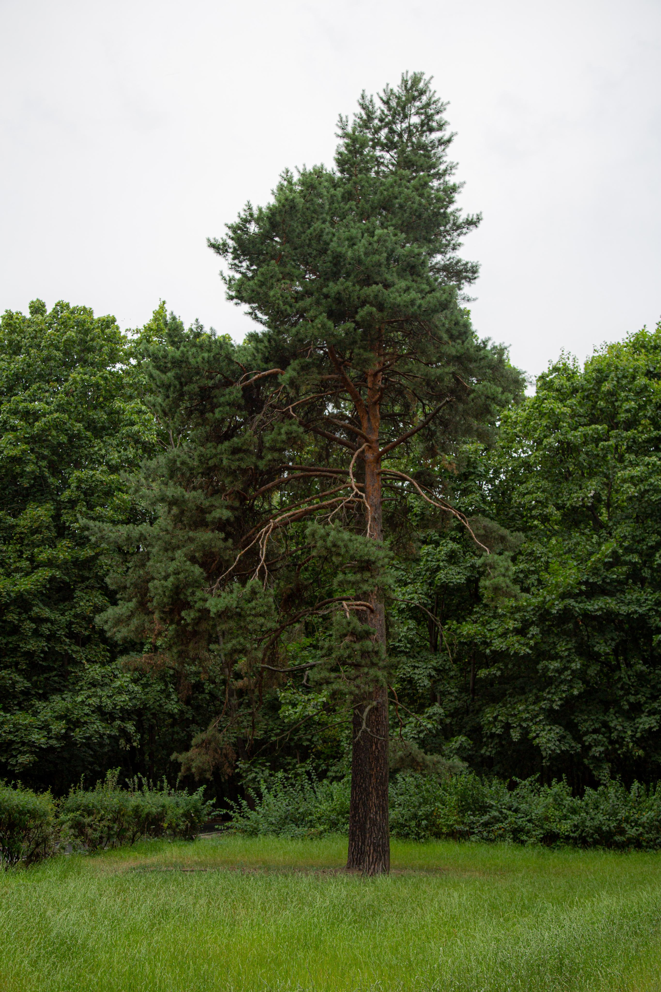 Парк Покровское-Стрешнево в Москве