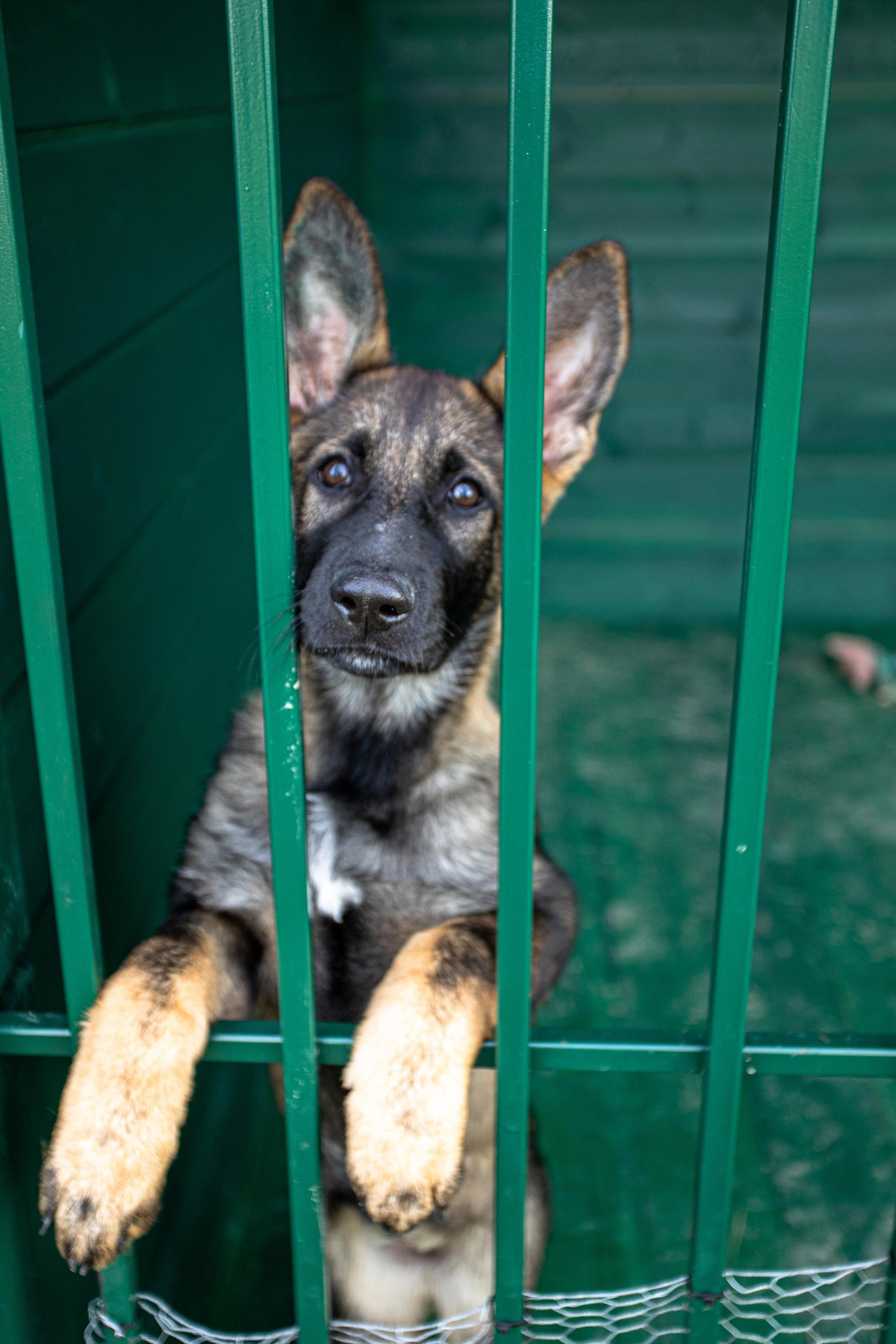 Dogs. Photographer Sonkina Tatiana (Tanya Ash)