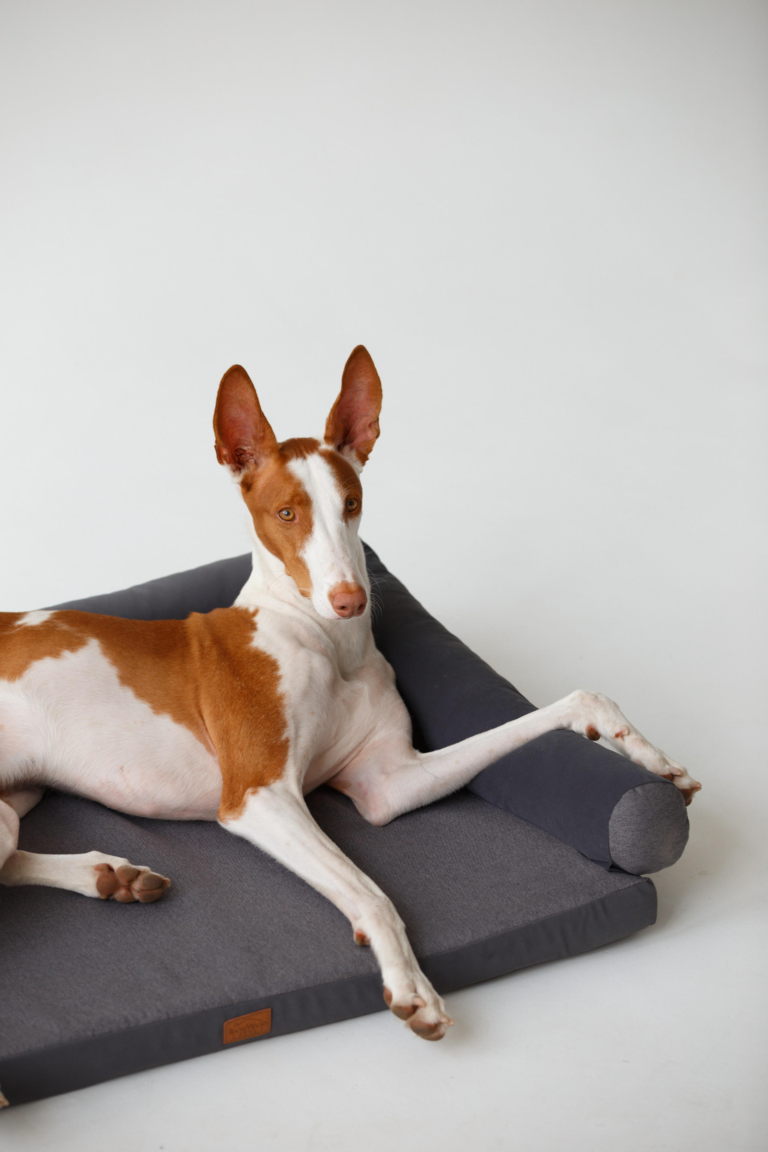 Boonwood Pets лежанки для животных. Фотограф анималист Кристина Карпова, Москва