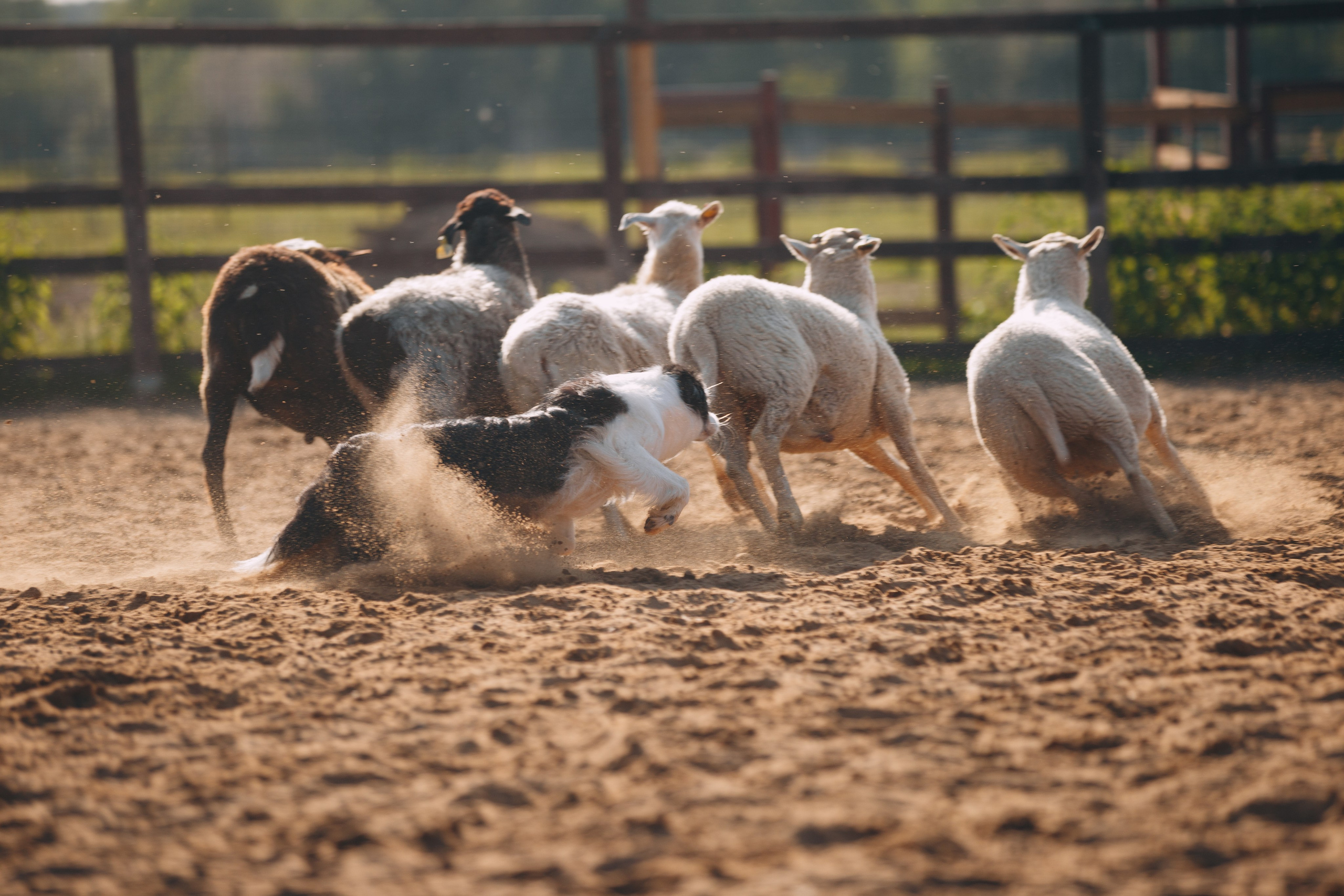 Кинологический лагерь в Горыныче. Фотограф анималист Кристина Карпова, Москва