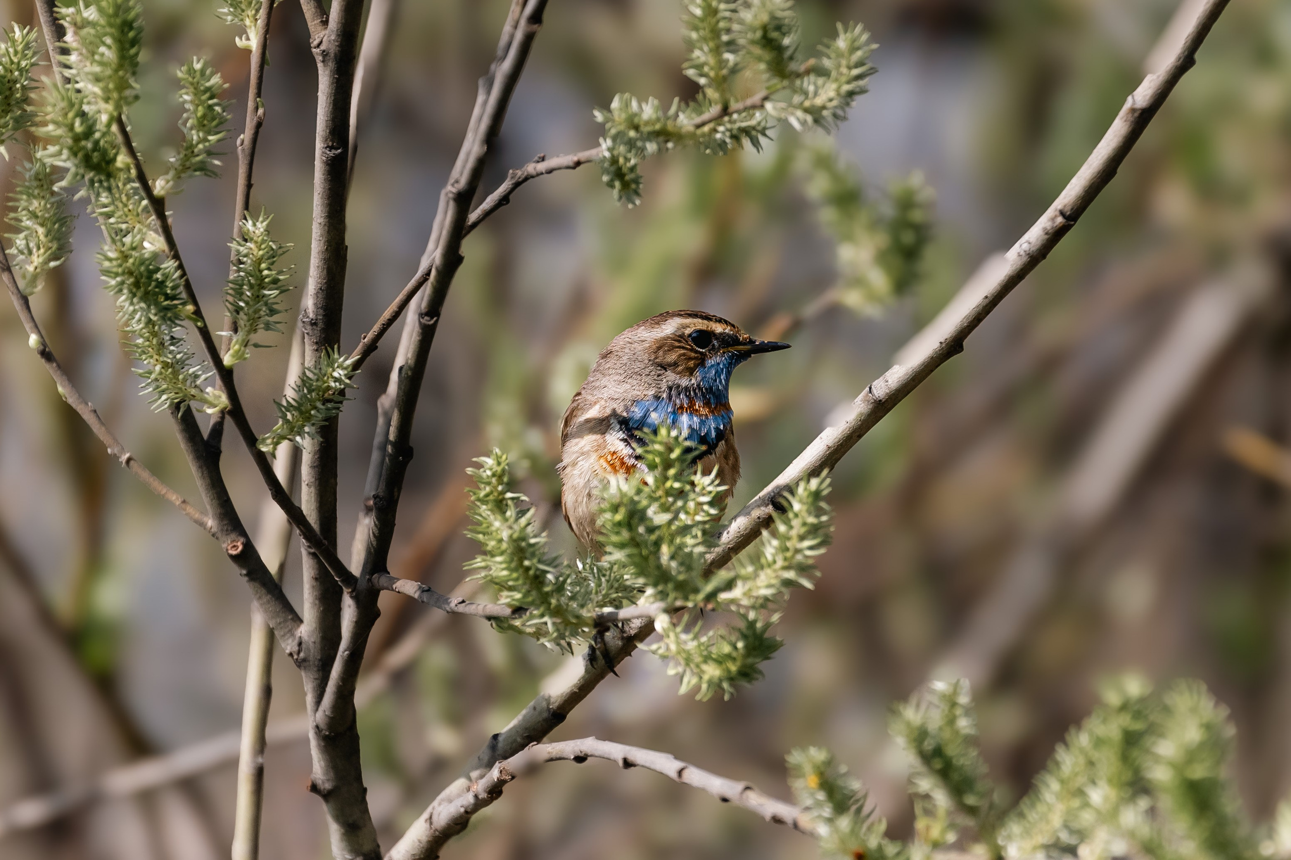 Георгий Кравченко. Инженер и орнитолог. Репортажный фотограф Наталья Лапцевич