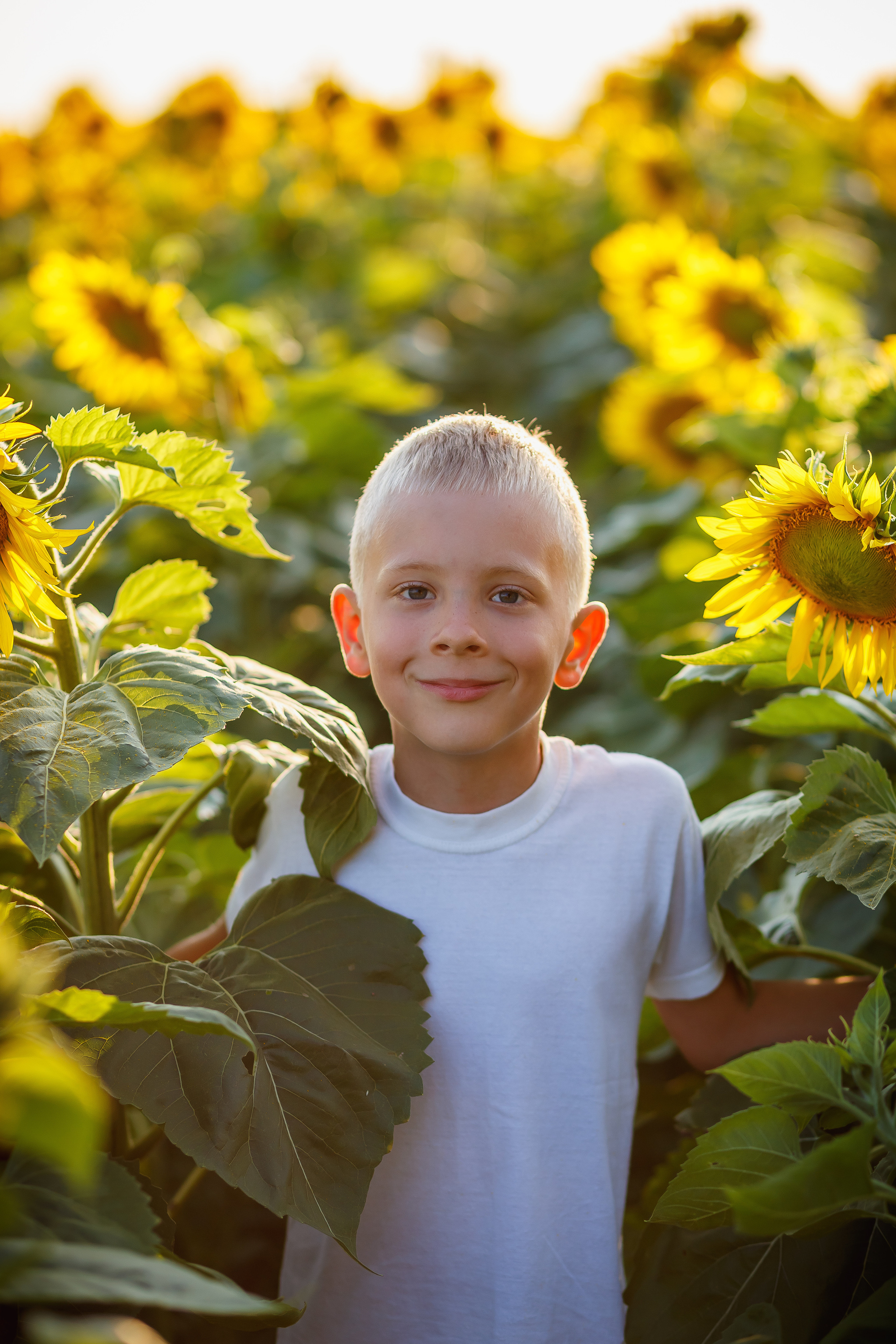 Мальчик и подсолнухи