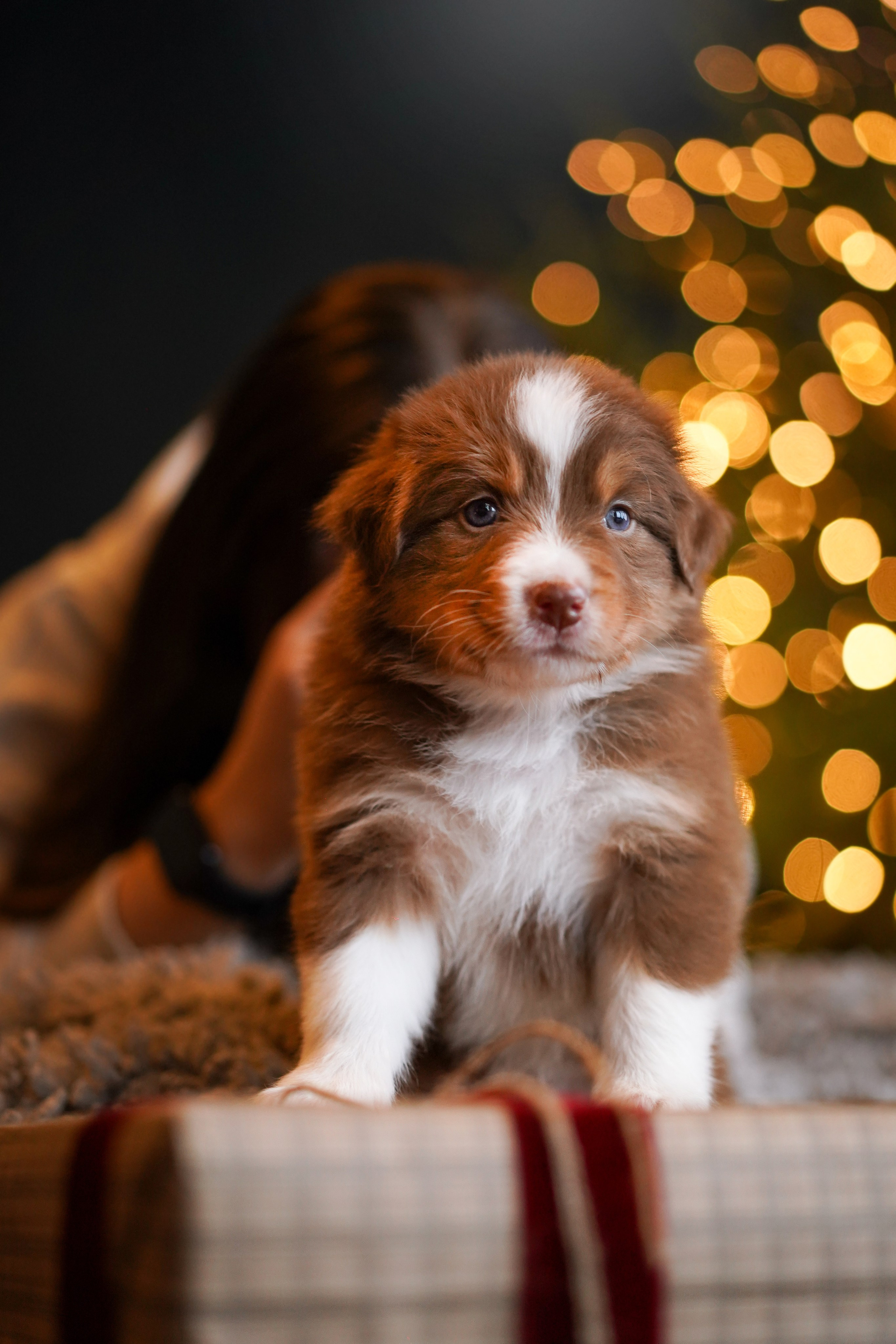Съемка щеночков в студии. Фотограф-анималист в Санкт-Петербурге Яна Мартынова