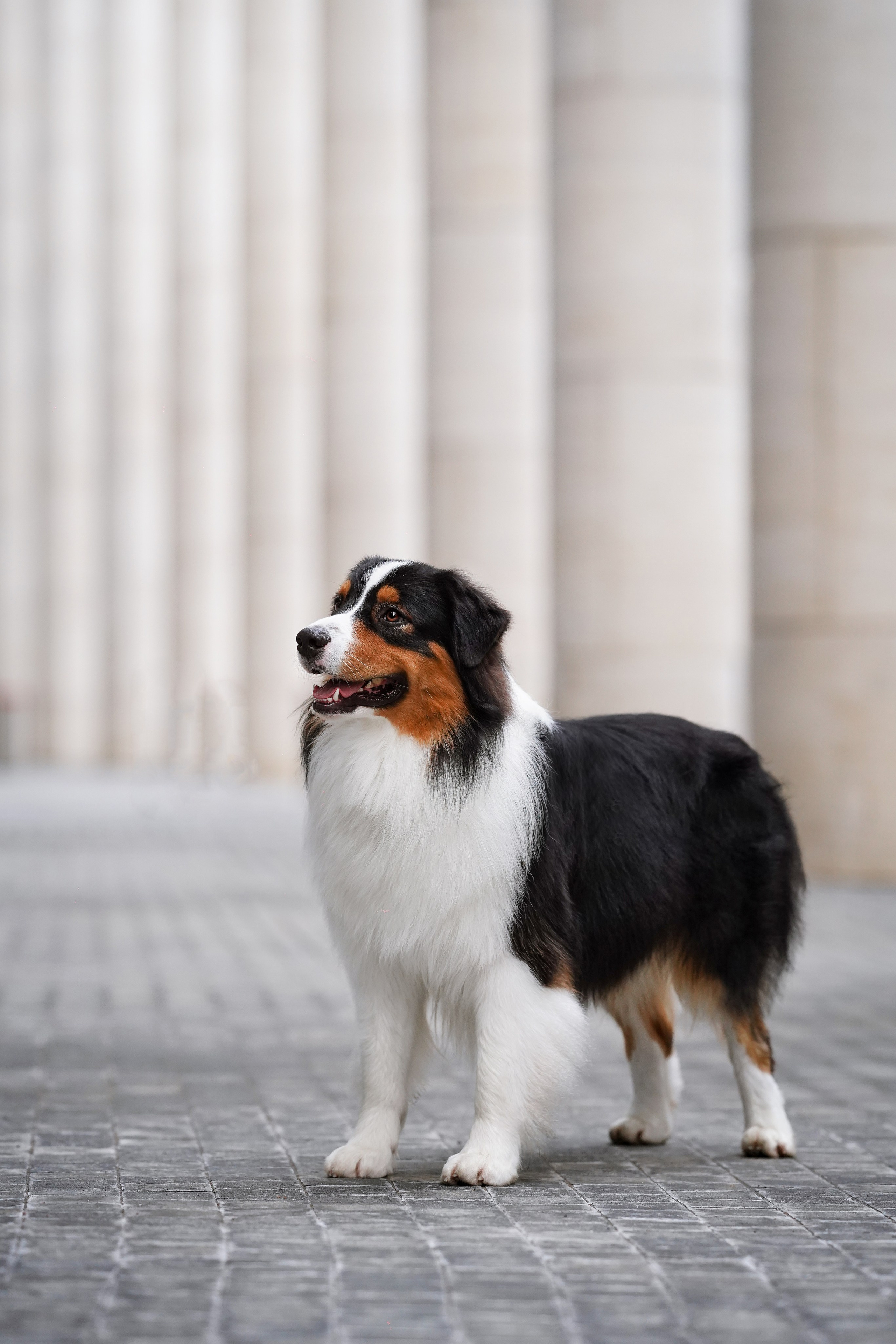 Кристина Катя Гермиона и Бэст. Фотограф-анималист в Санкт-Петербурге Яна Мартынова