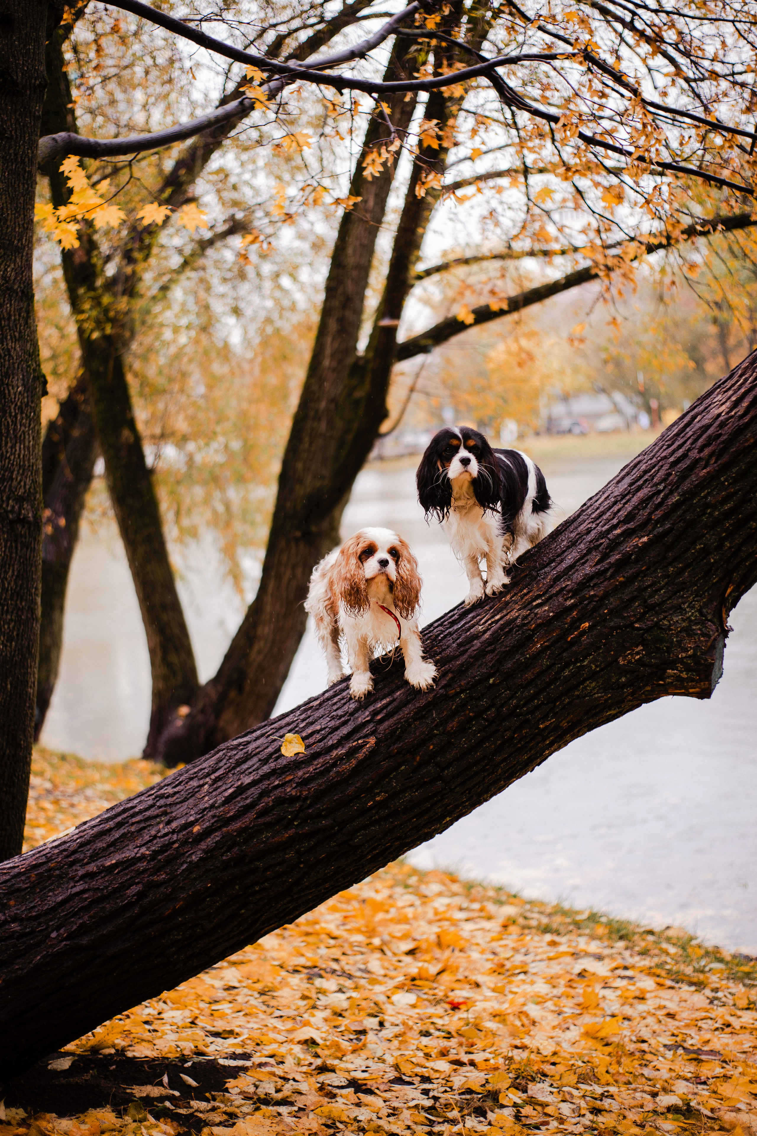 Жанна и кавалеры. Фотограф-анималист Мария Баркевич | Москва