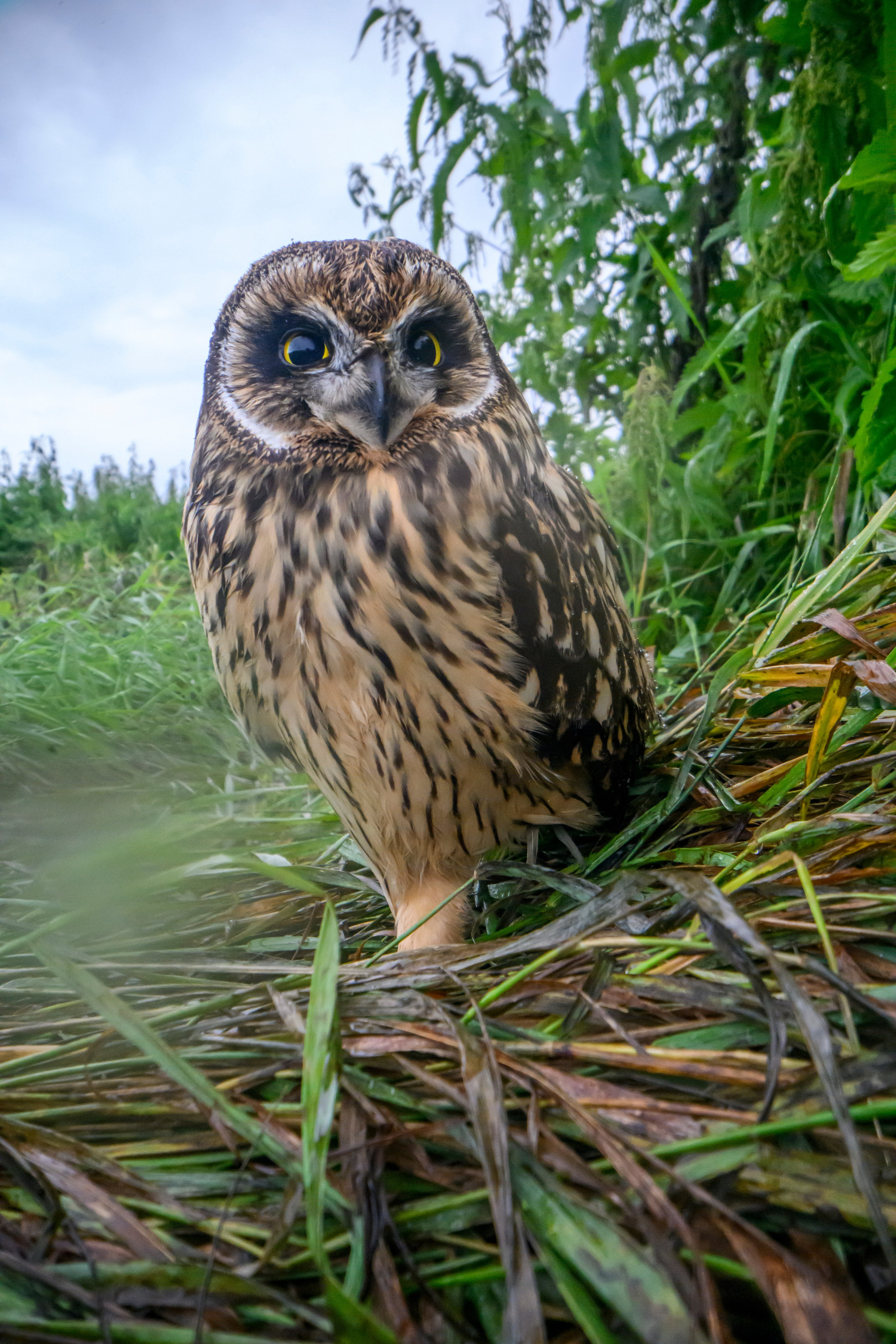Short eared owl. Wildlife photography by Sergey Puponin