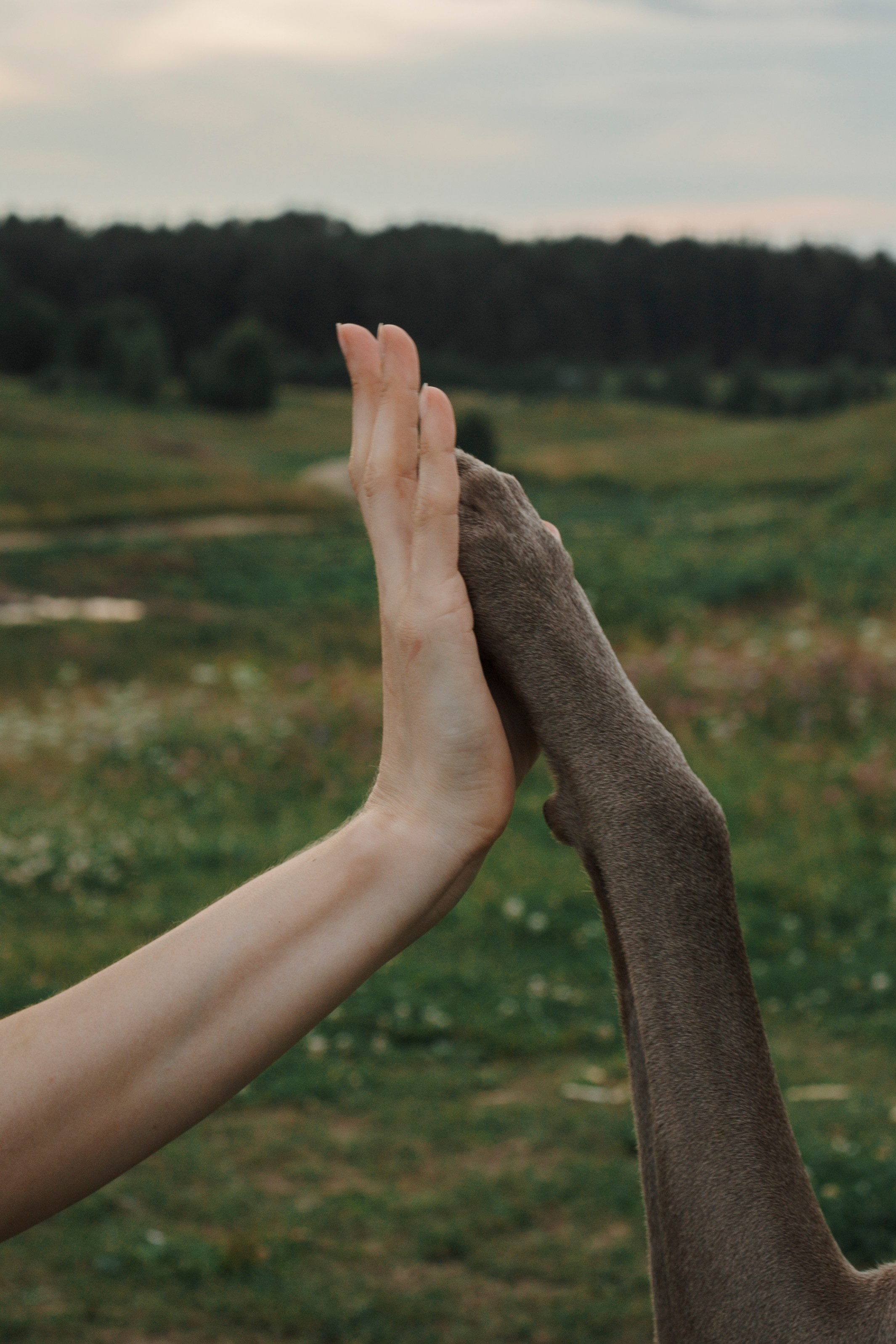 Маргарита и веймаранеры. Фотограф-анималист в Санкт-Петеребурге Титова Алиса