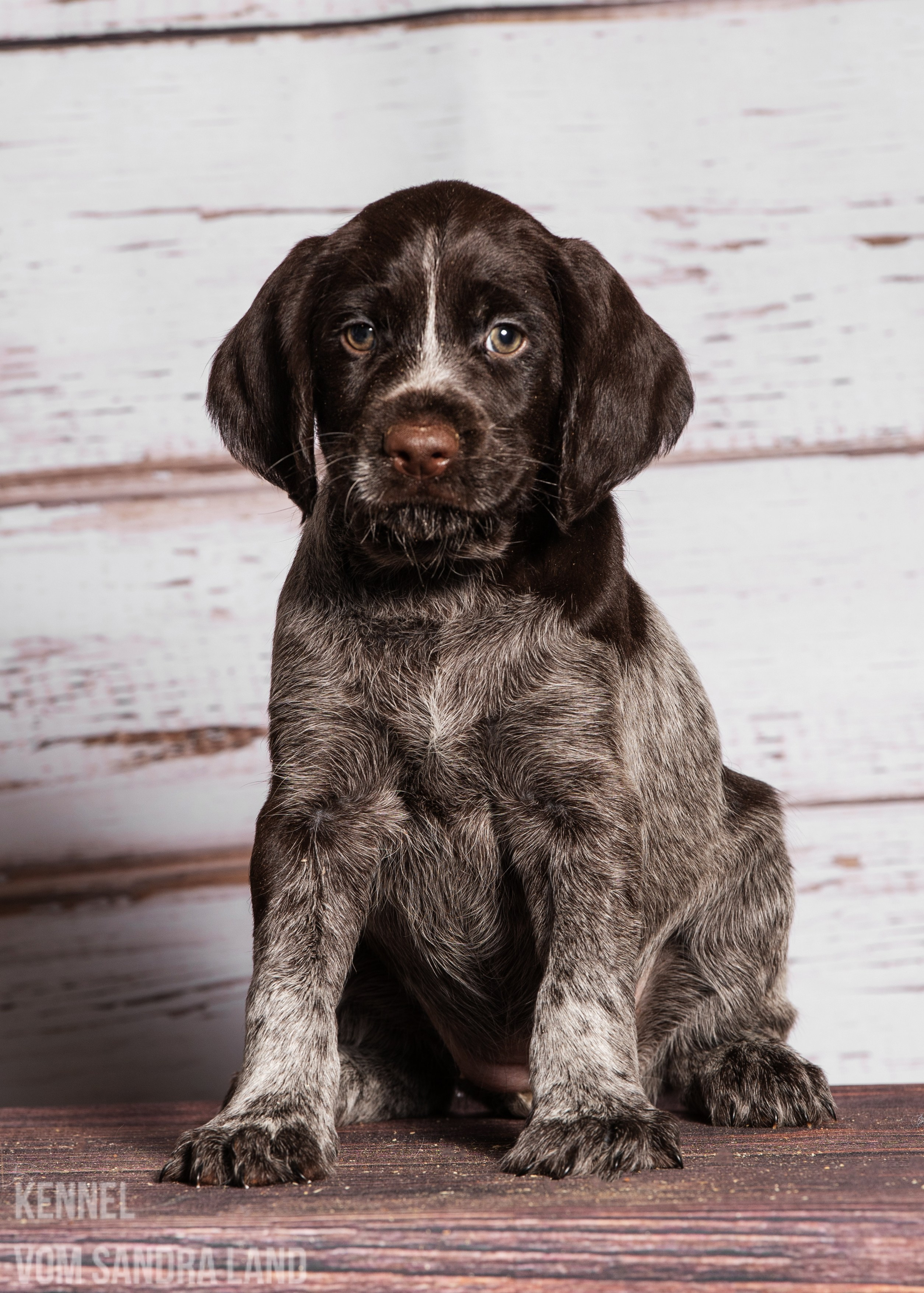 Вигдис вом Сандра Лэнд, Vigdis vom Sandra Land