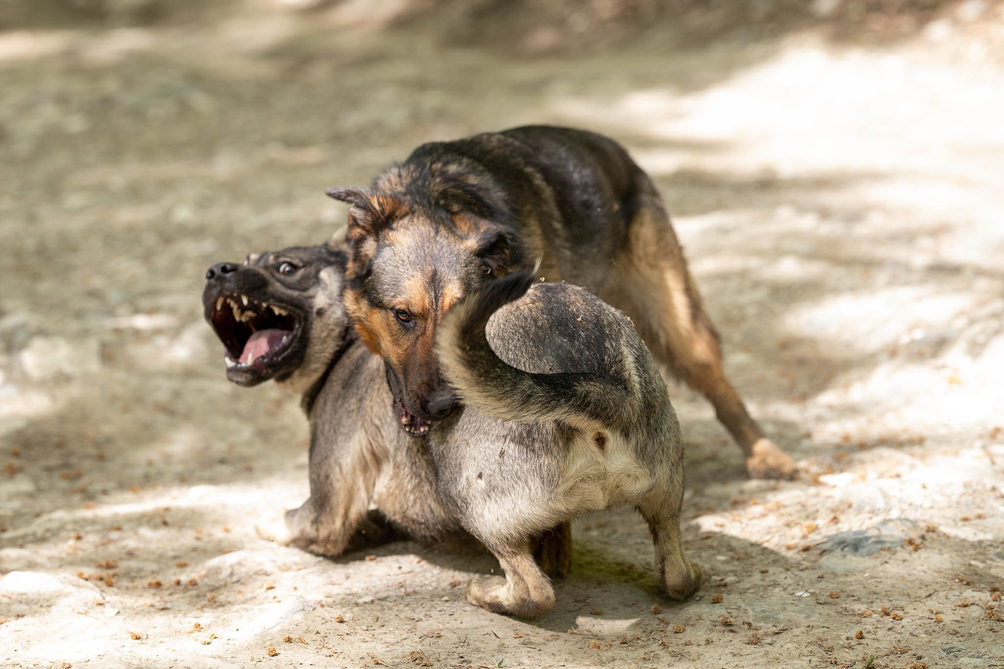 Кай и Герда. Ирина Голомб|Фотограф-анималист в  Сочи и Калининграде
