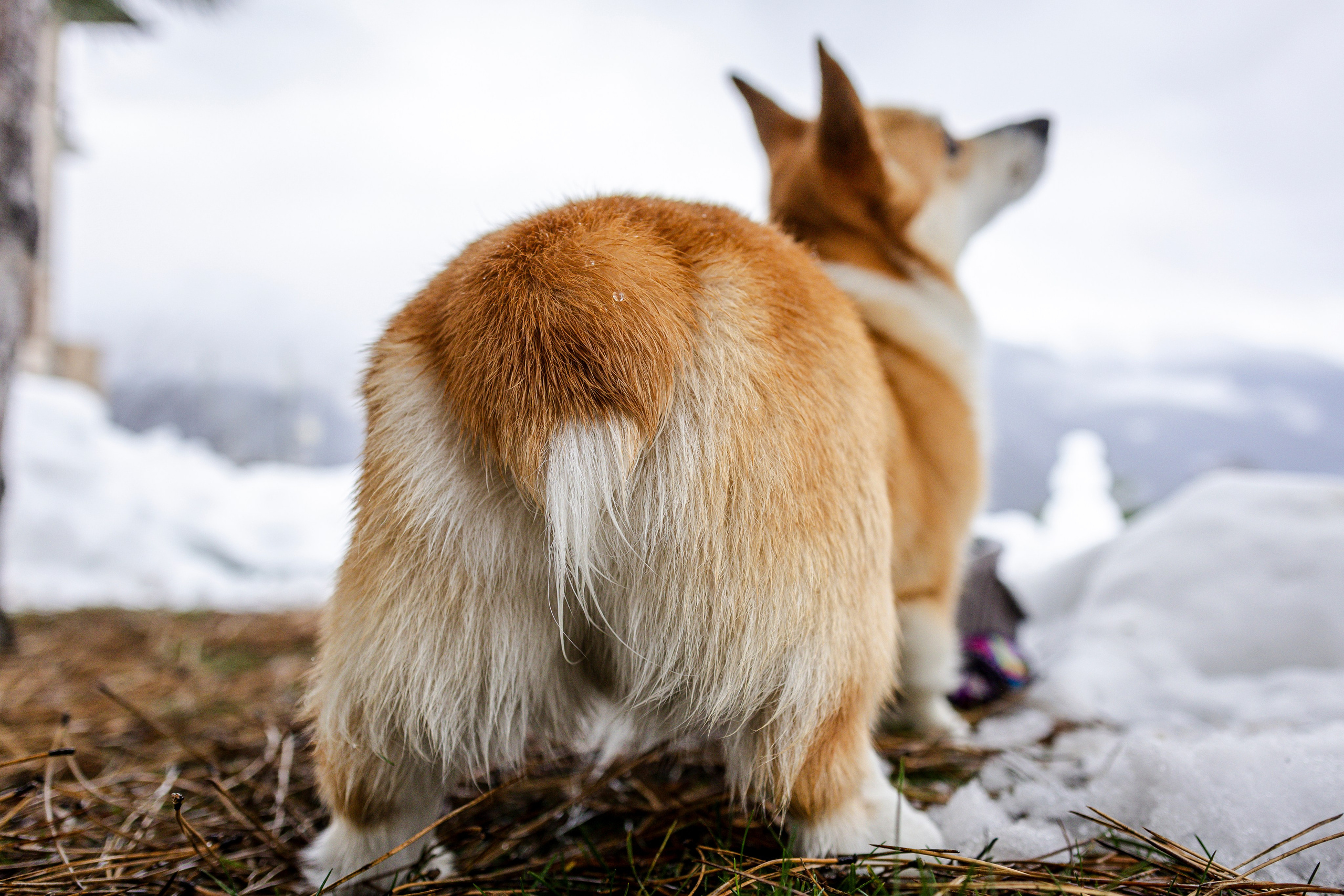 Гай, Корги-Пемброк. Ирина Голомб|Фотограф-анималист в  Сочи и Калининграде