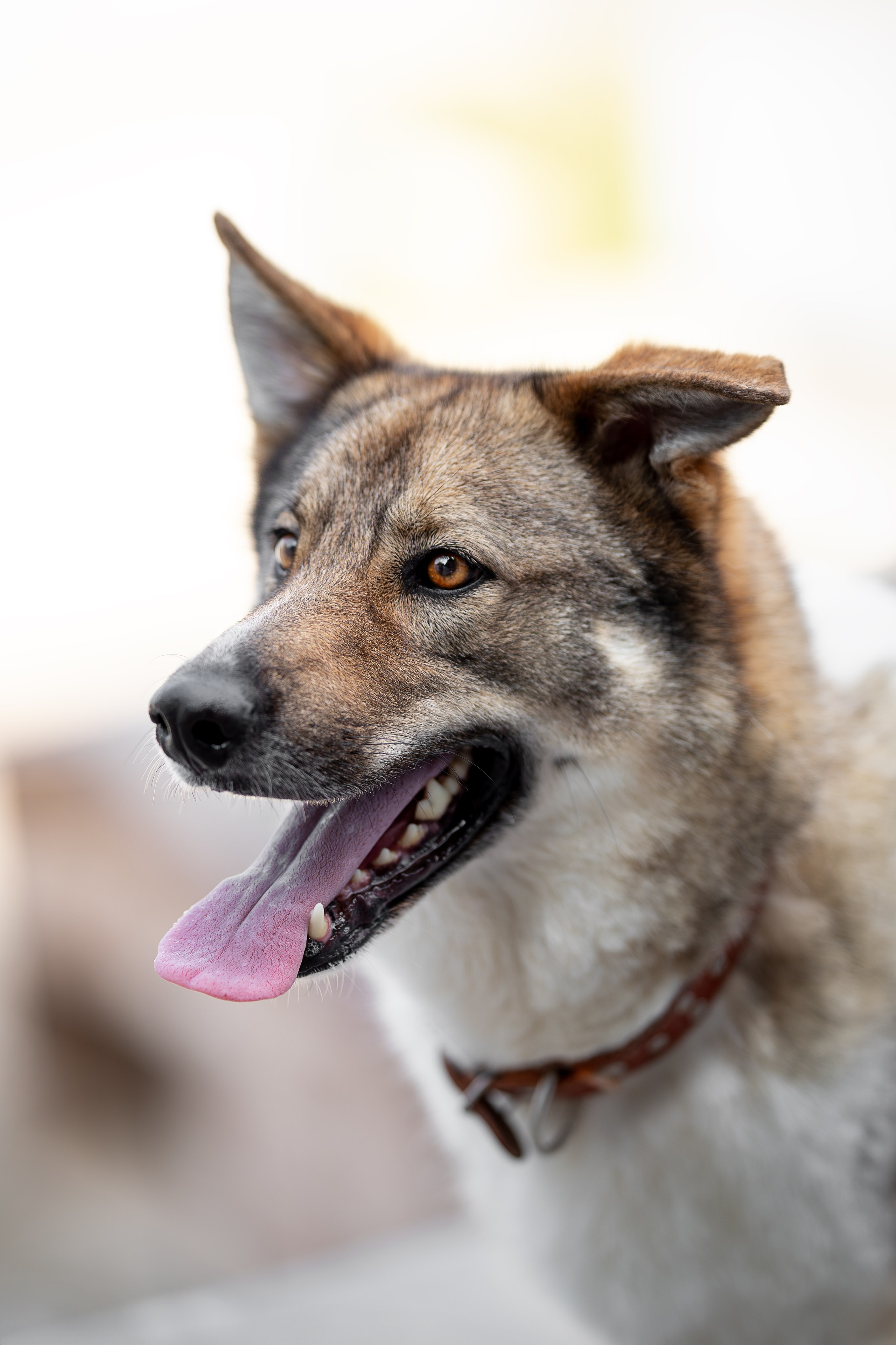 Мини-приют «Возрождение». Ирина Голомб|Фотограф-анималист в  Сочи и Калининграде