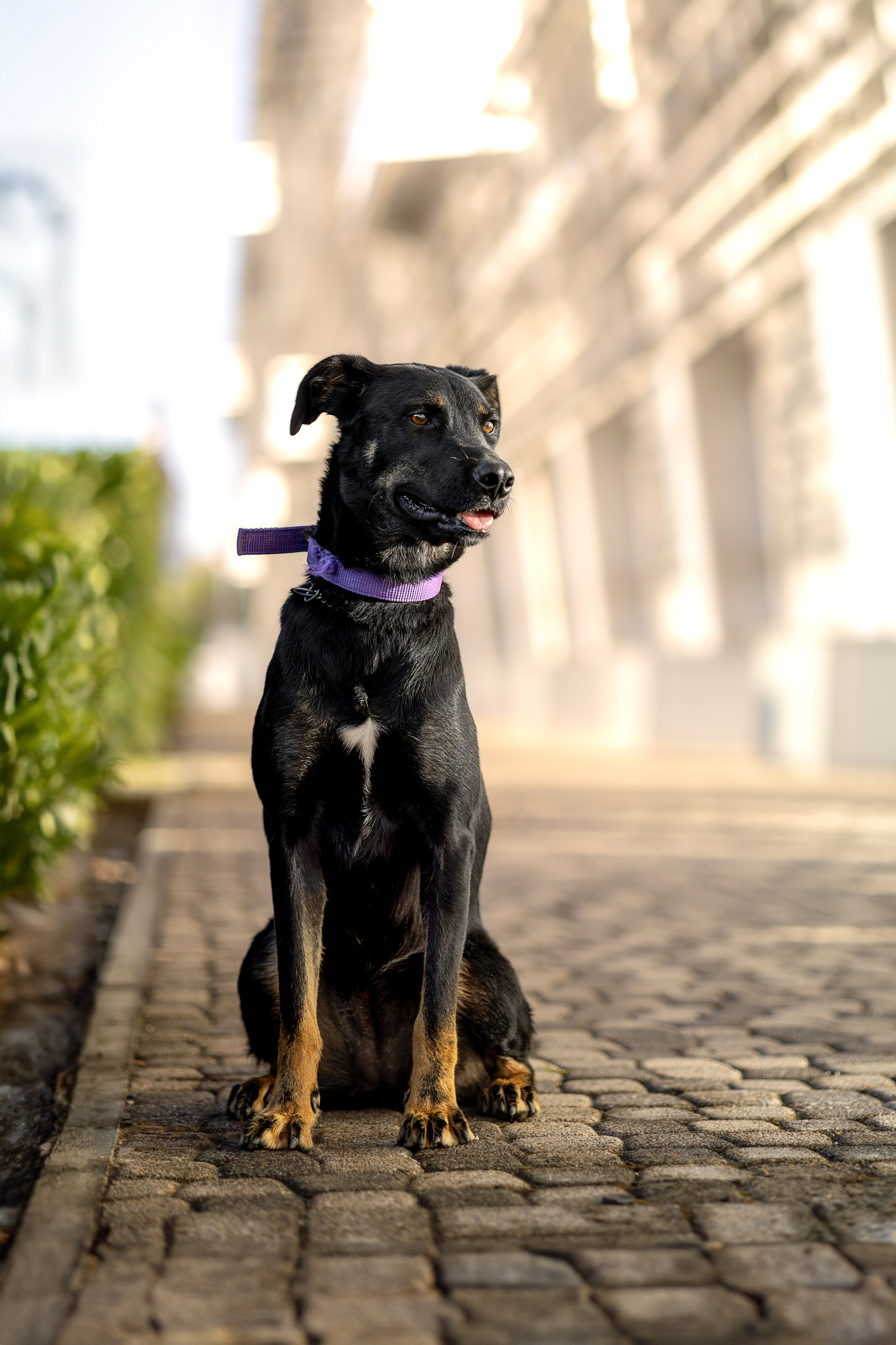 Кураторские питомцы Сириус. Ирина Голомб|Фотограф-анималист в  Сочи и Калининграде