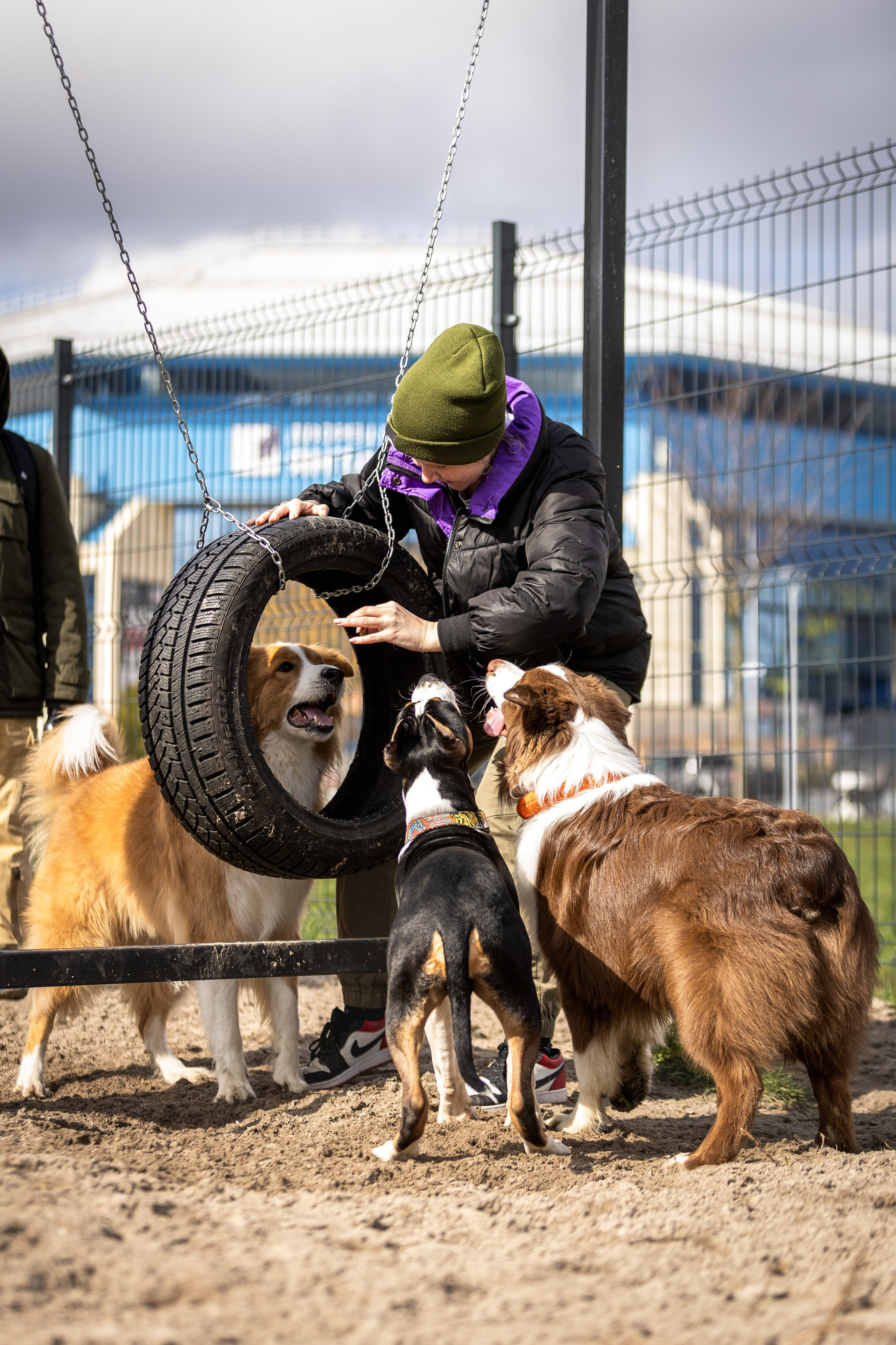 Догтуса 24.03.2024. Ирина Голомб|Фотограф-анималист в  Сочи и Калининграде