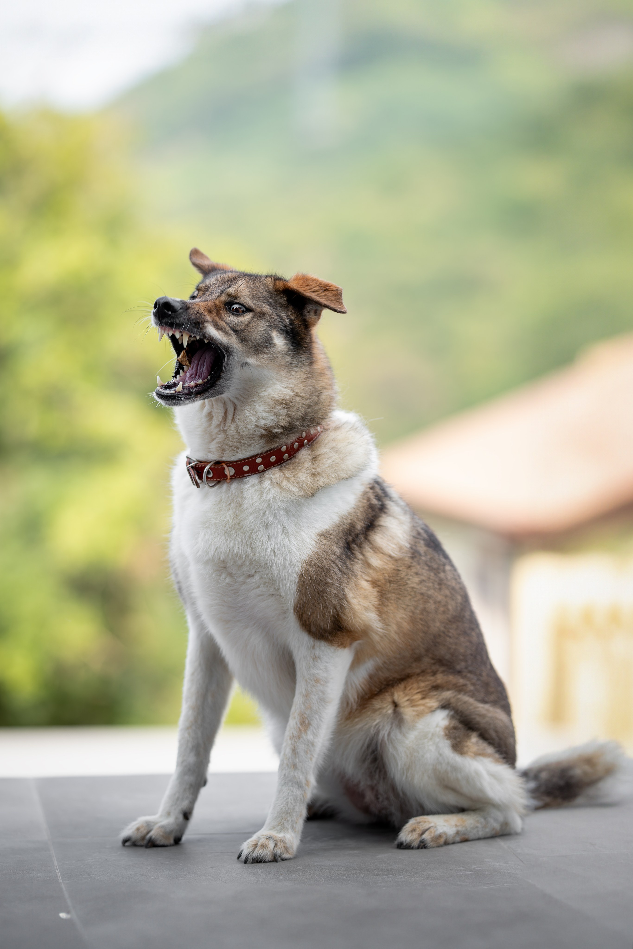 Мини-приют «Возрождение». Ирина Голомб|Фотограф-анималист в  Сочи и Калининграде