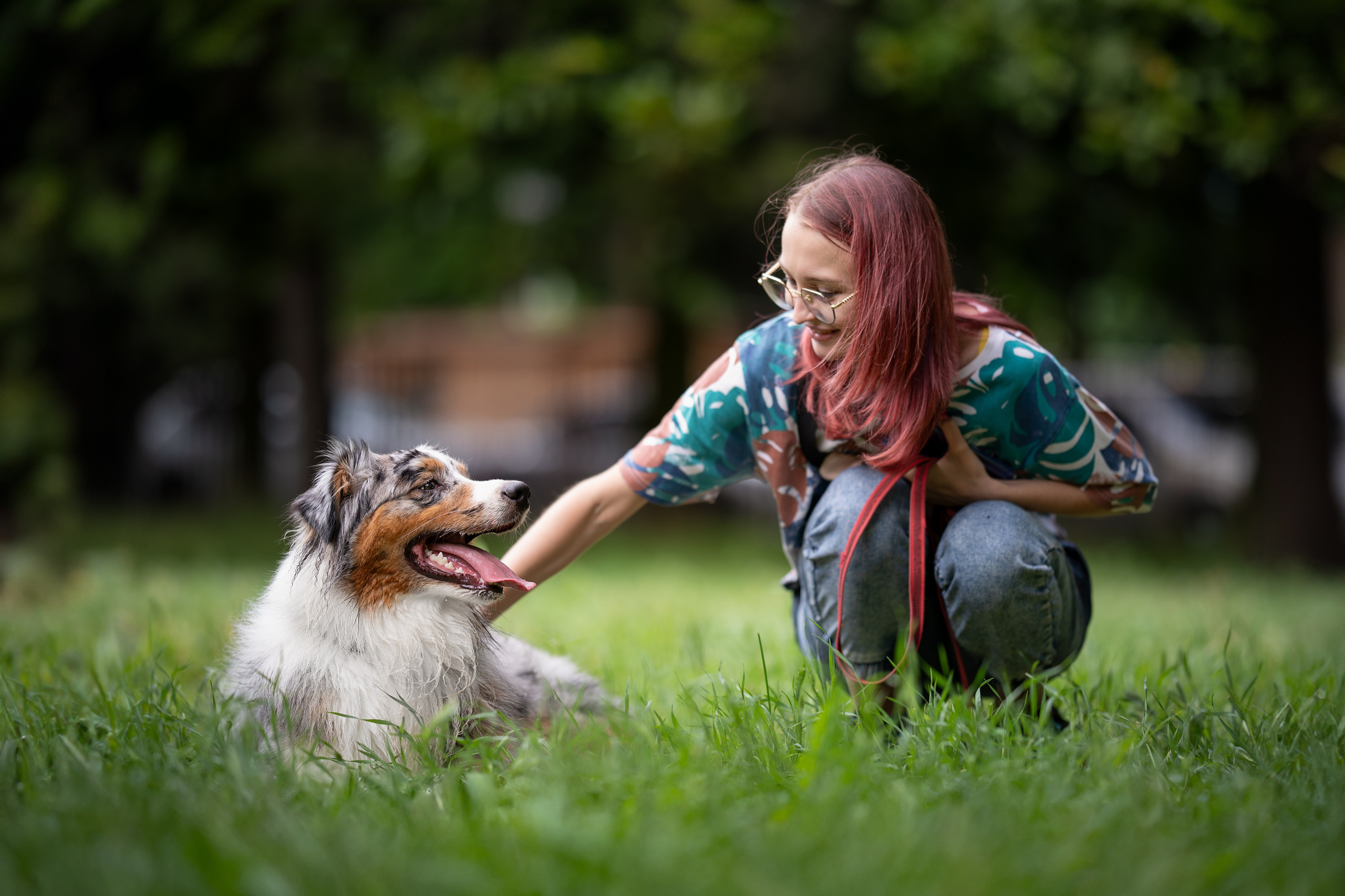 Вэш, австралийская овчарка. Ирина Голомб|Фотограф-анималист в  Сочи и Калининграде