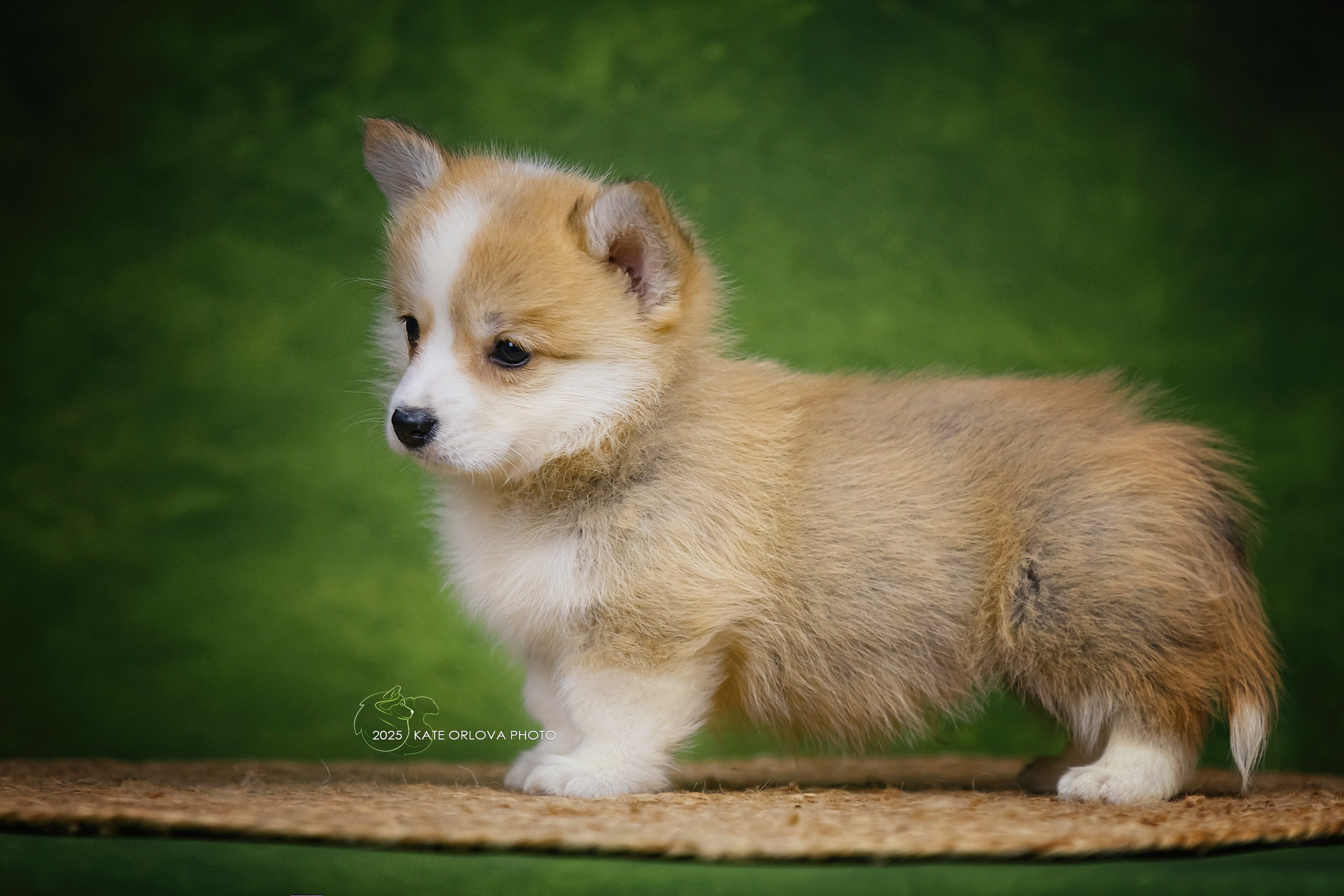 А — Кола и Цесей. Kawaii Kuma питомник собак пород Корги пемброк, Акита ину, Сиба