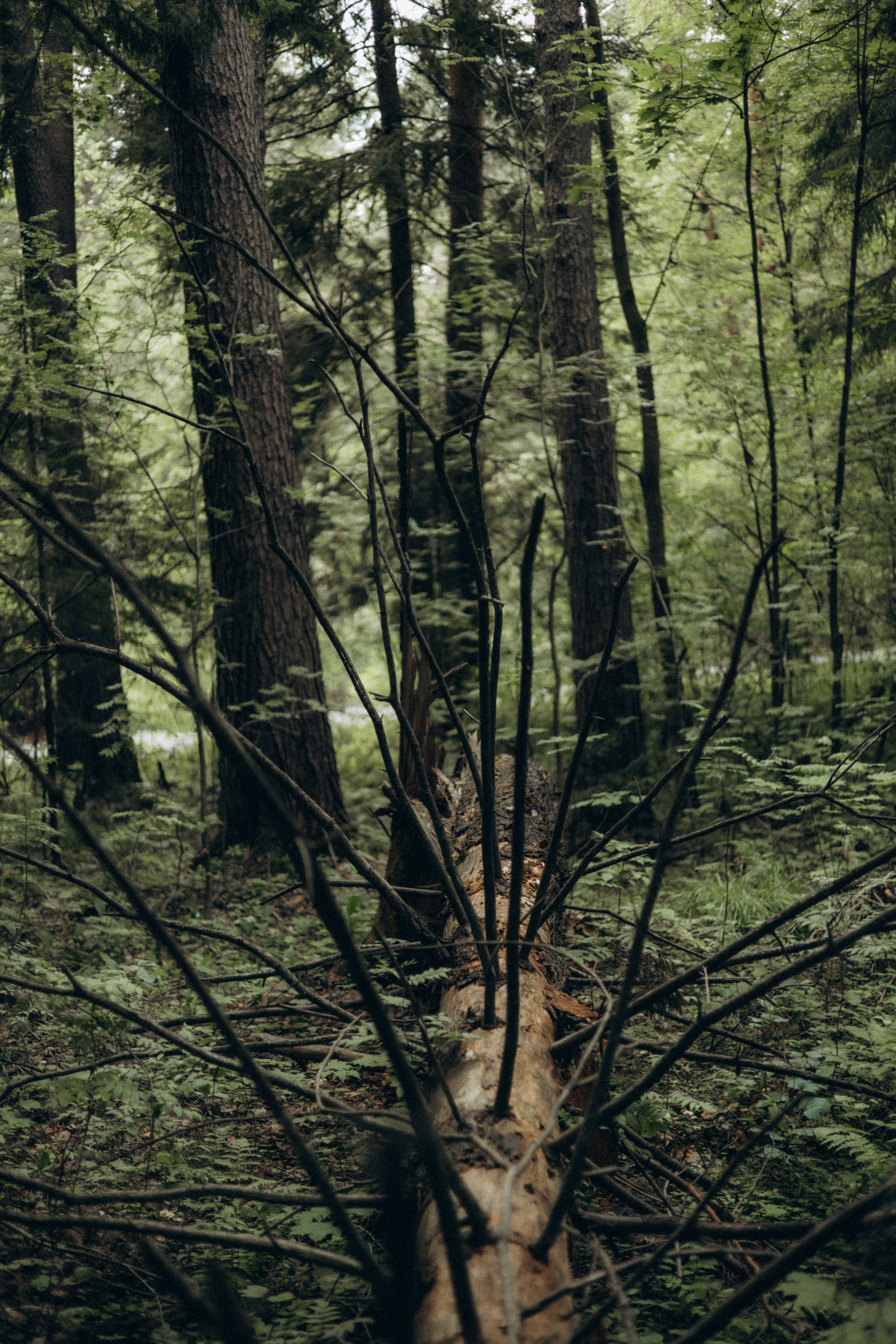 Даша. Фотограф в Нижнем Новгороде Воробьева Анжела