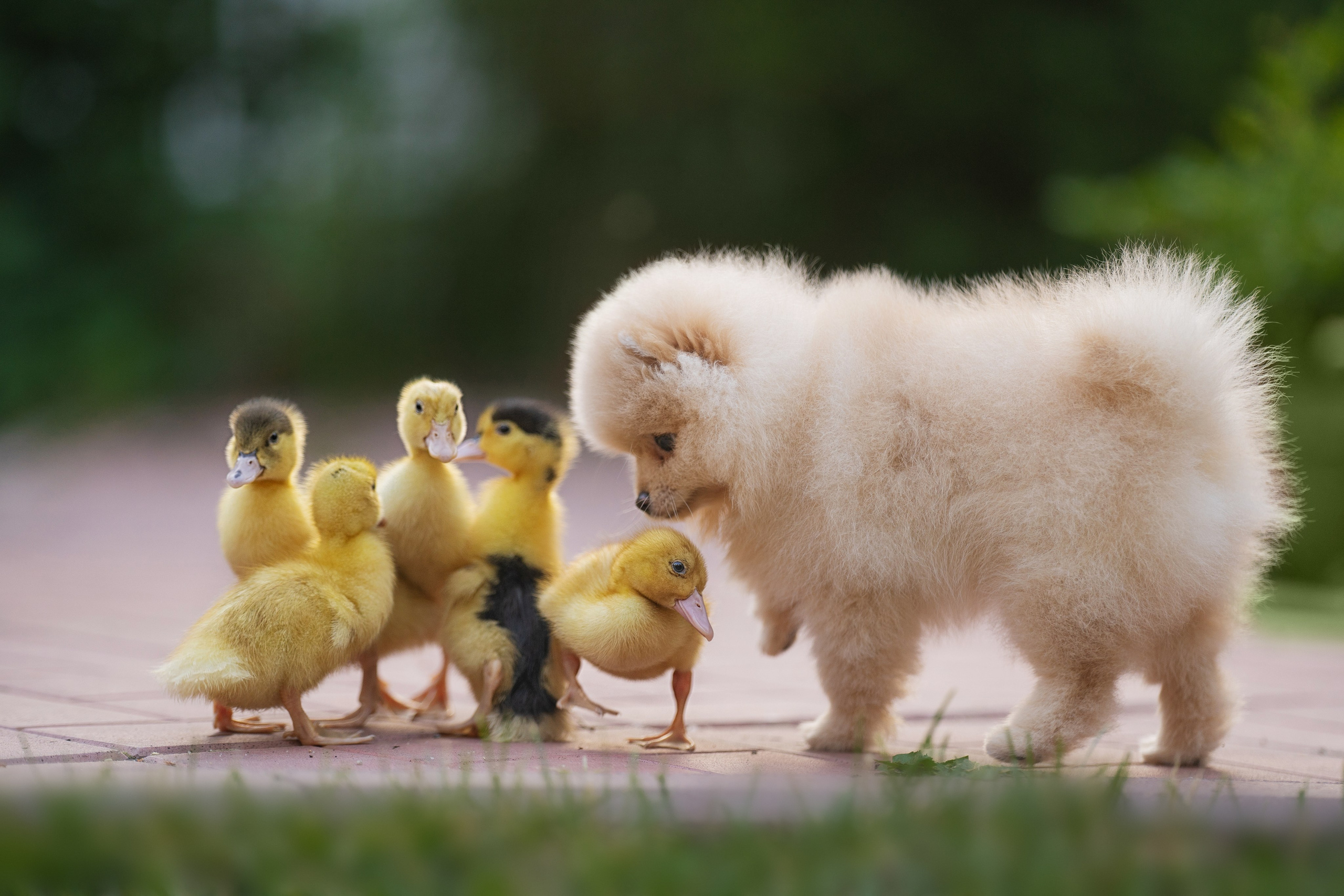 Оскар и утята. Kameramotor74