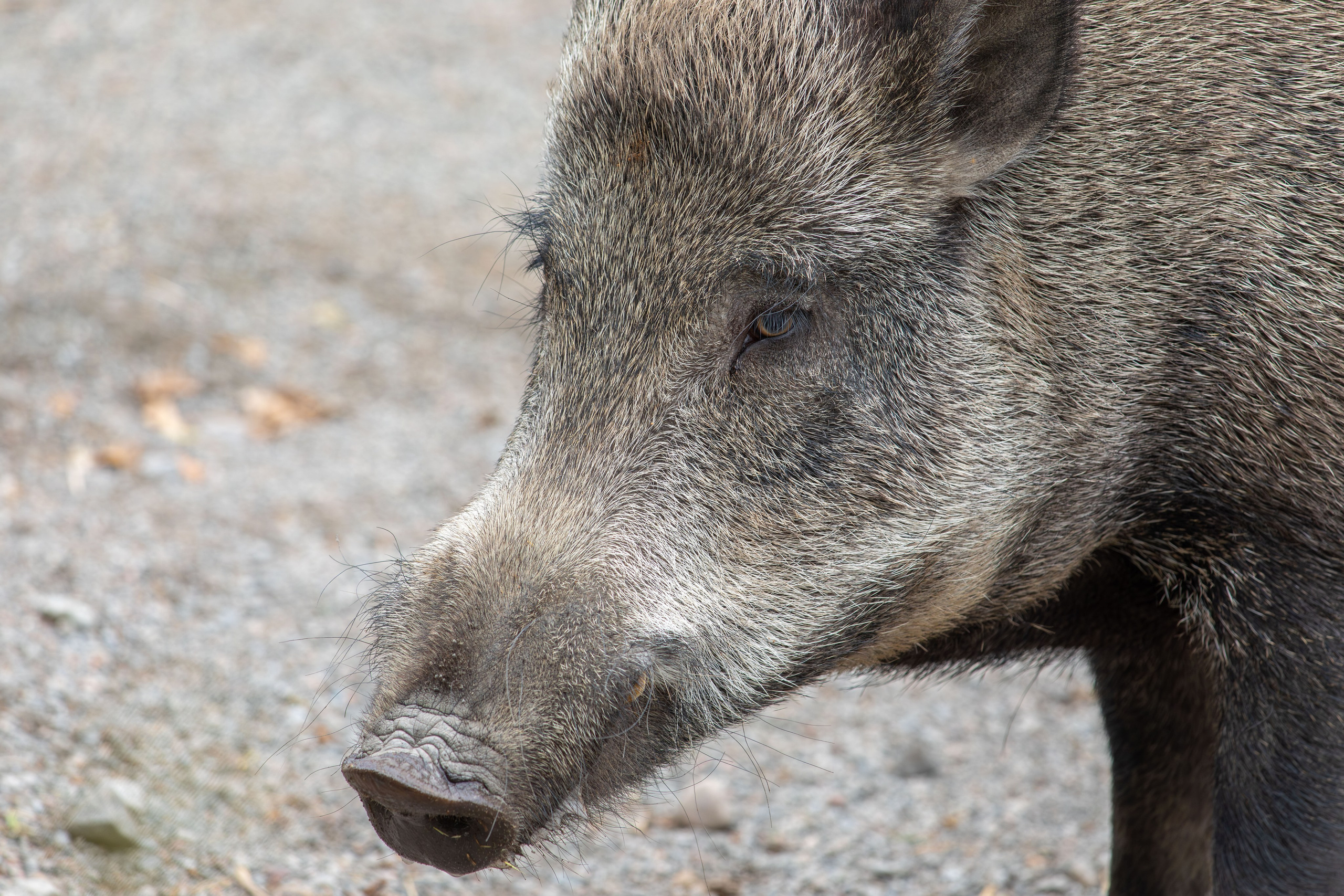 Sweden, Skansen. Воройская Анна