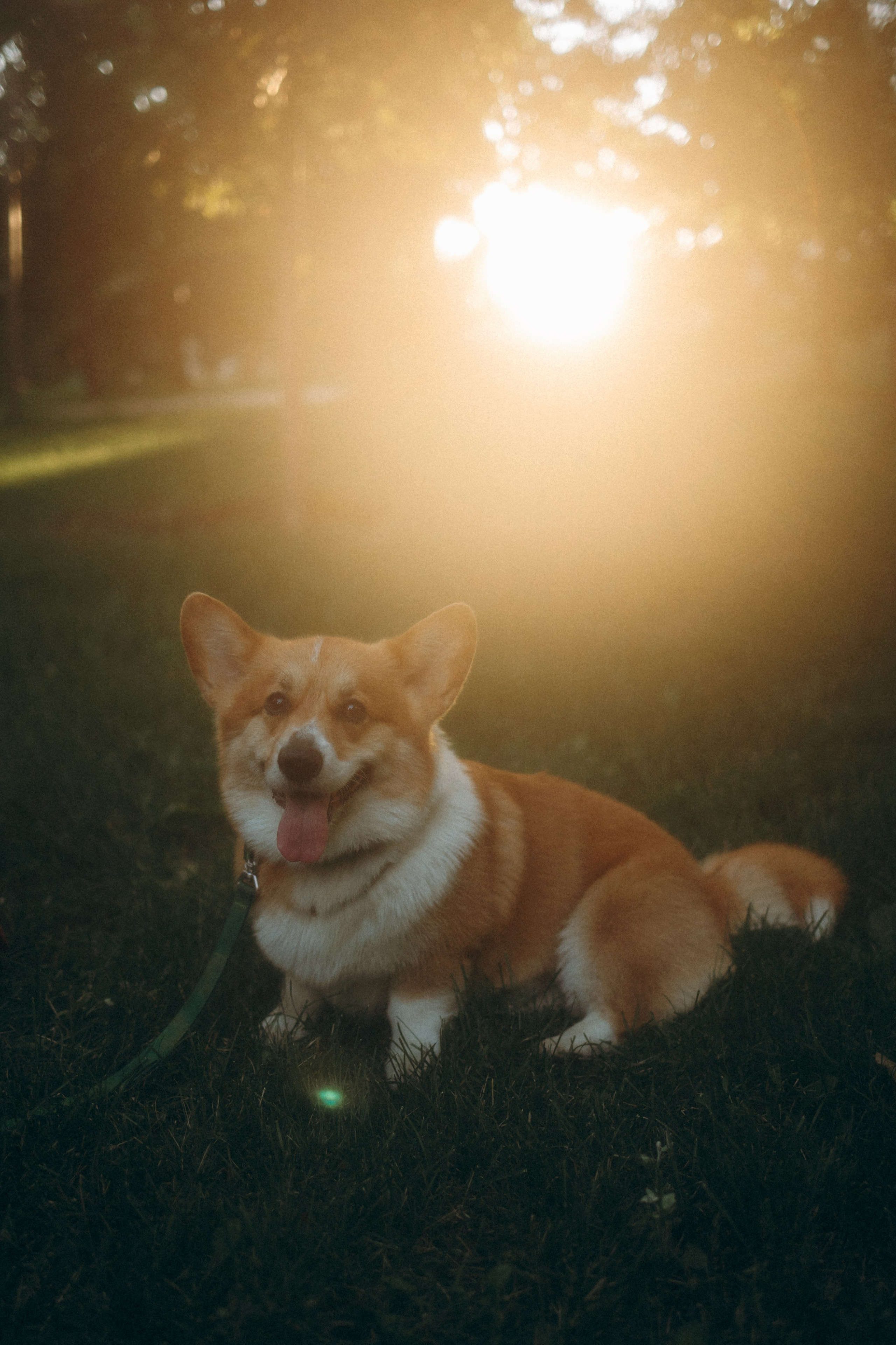 Момо, Люда и Эд. Фотограф анималист Анастасия Пикей