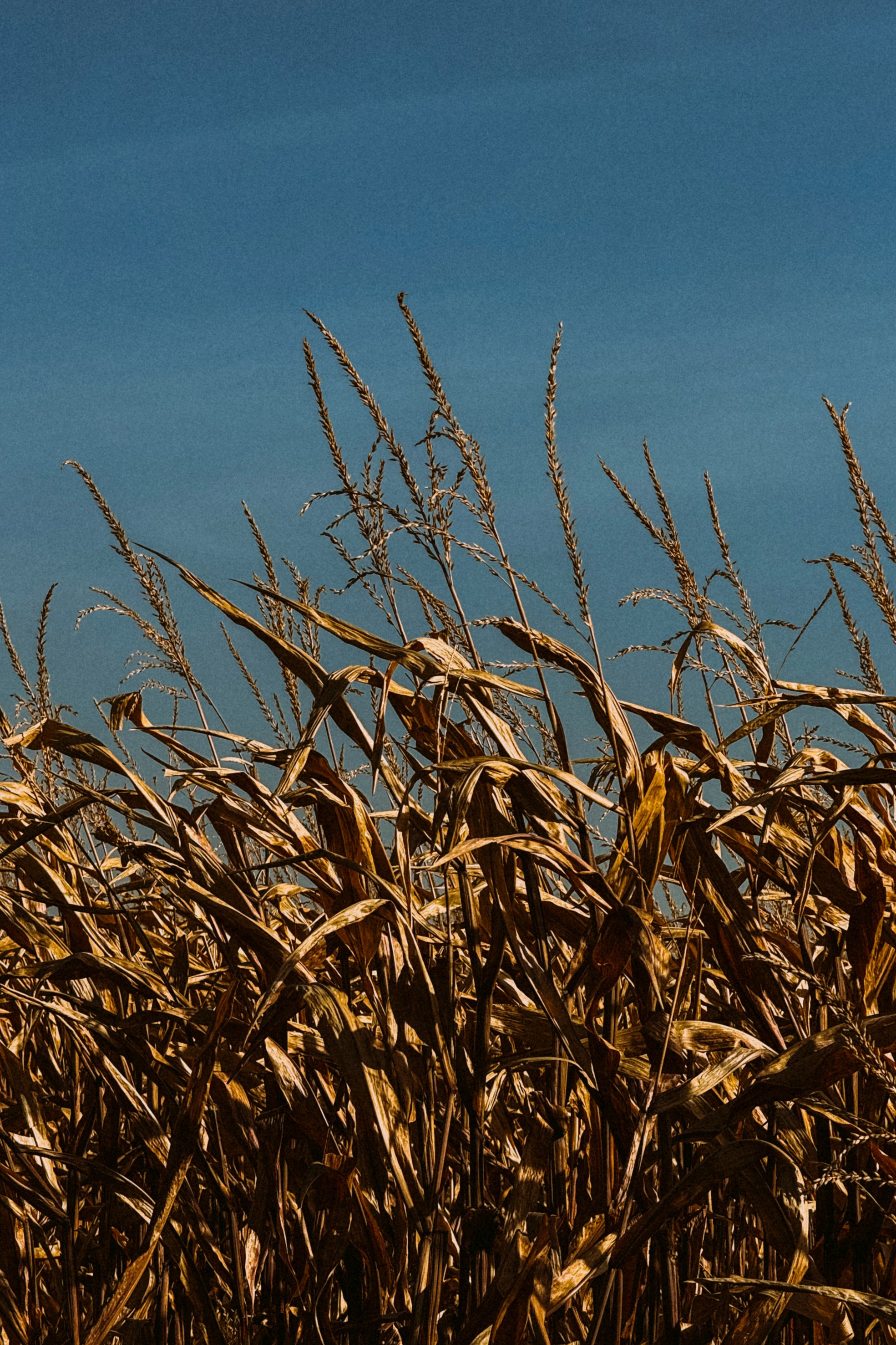 Природа. Команда фотографов Кристины Ивановой